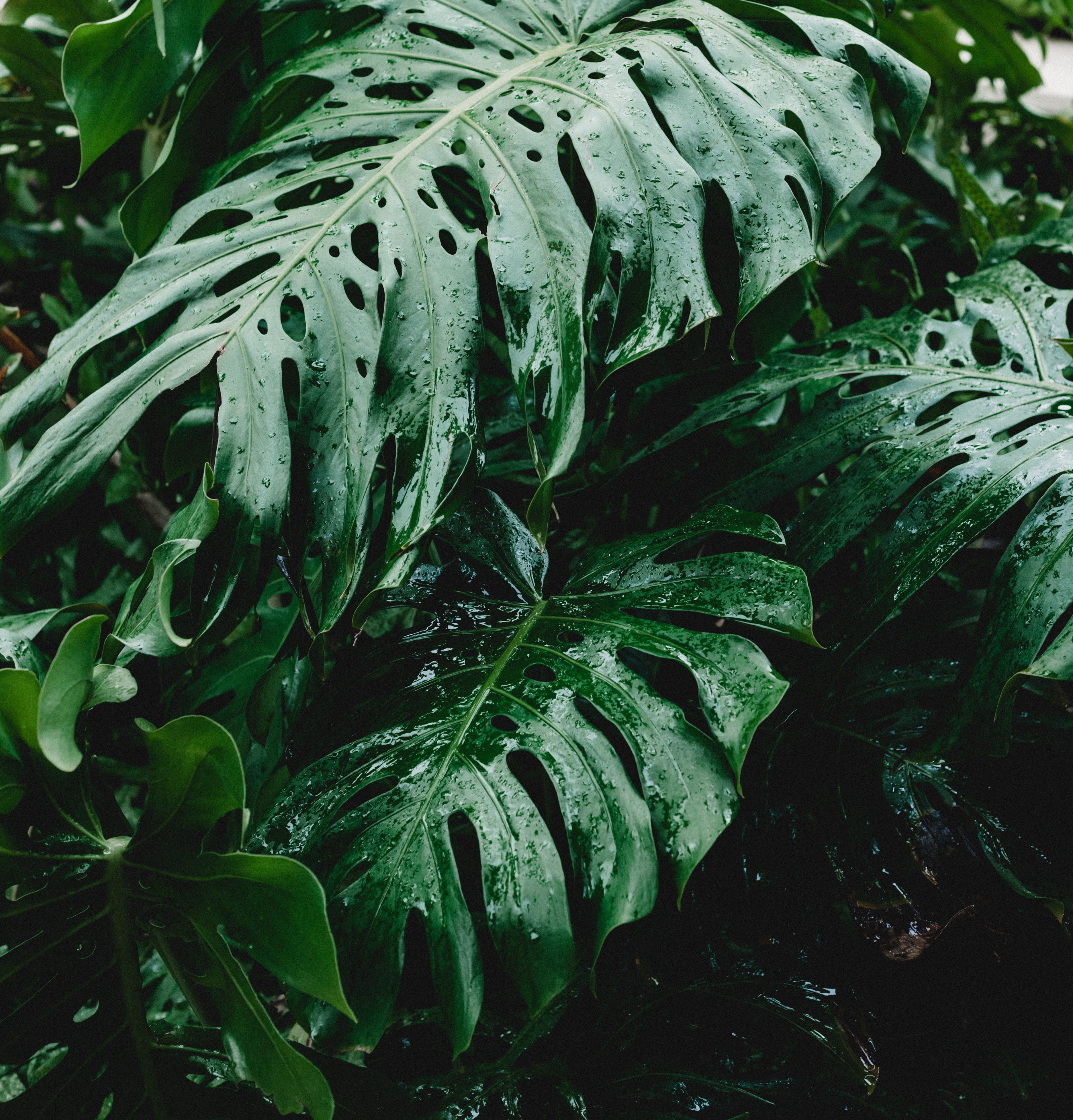 drop, kaanapali, tropical storm, no people, wet, outdoors, monstera, tranquility, rain, raindrop, full frame, paradise, nature, leaf, 4K, close up, high angle view, Phone HD Wallpaper