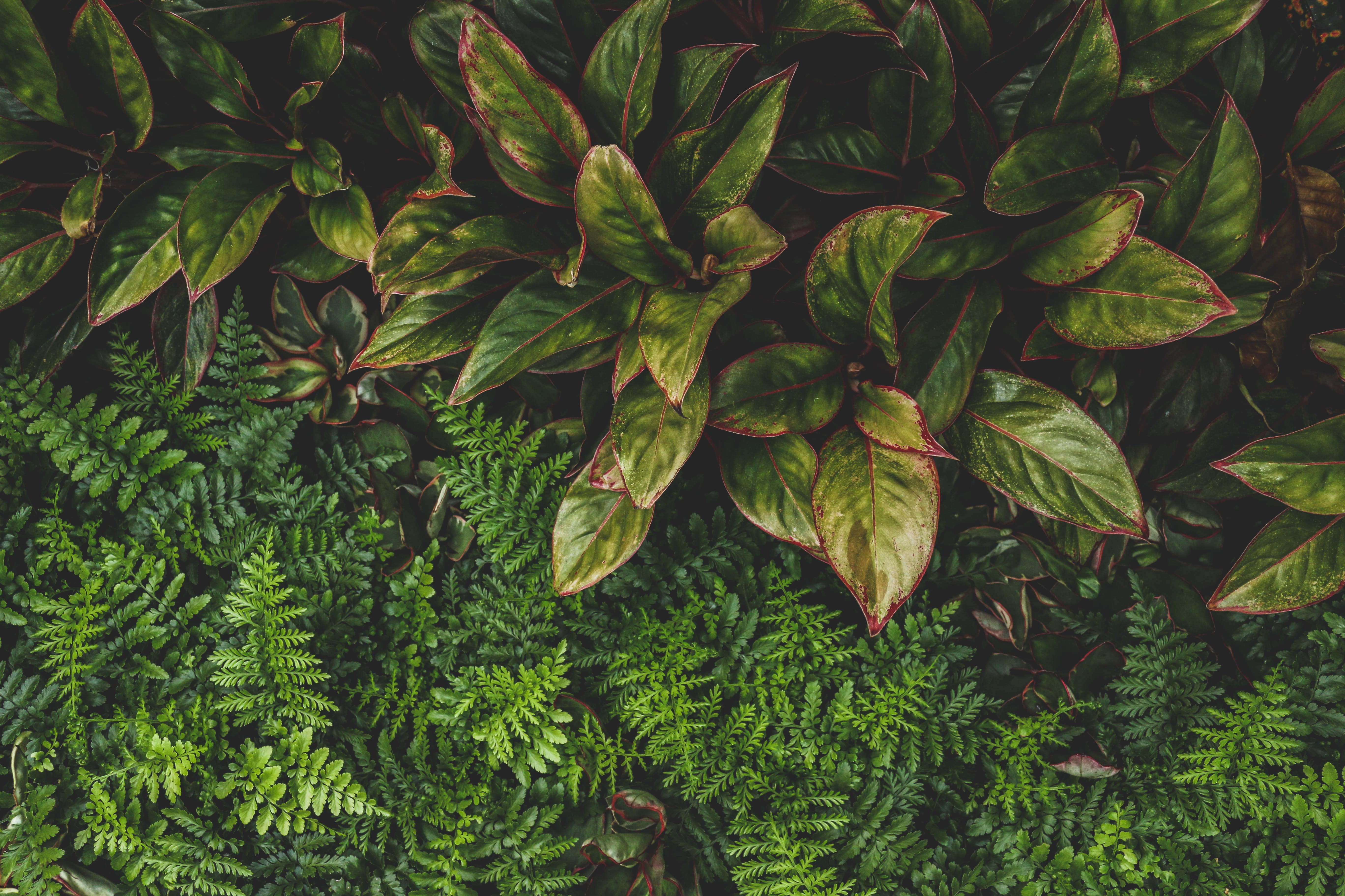 no people, forest, close-up, green color, conservatory, leaves, macro, land, fern, tranquility, garden, full frame, boquet, freshness, plant part, decor, HD Wallpaper