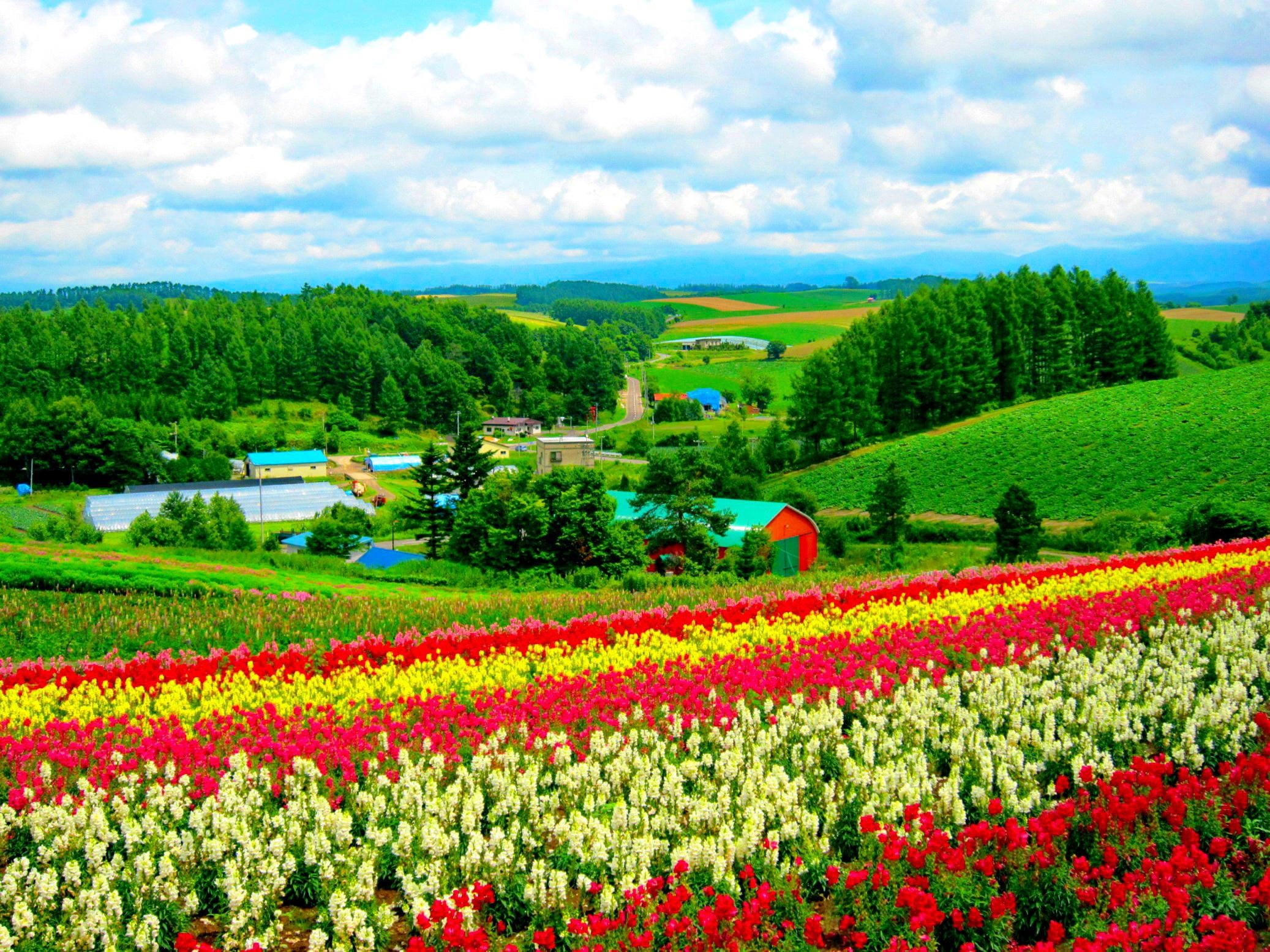greenery, 1080P, green, beautiful, lovely, flowers, nice, hokkaido, grass, field, village, pretty, nature, flower, HD Wallpaper