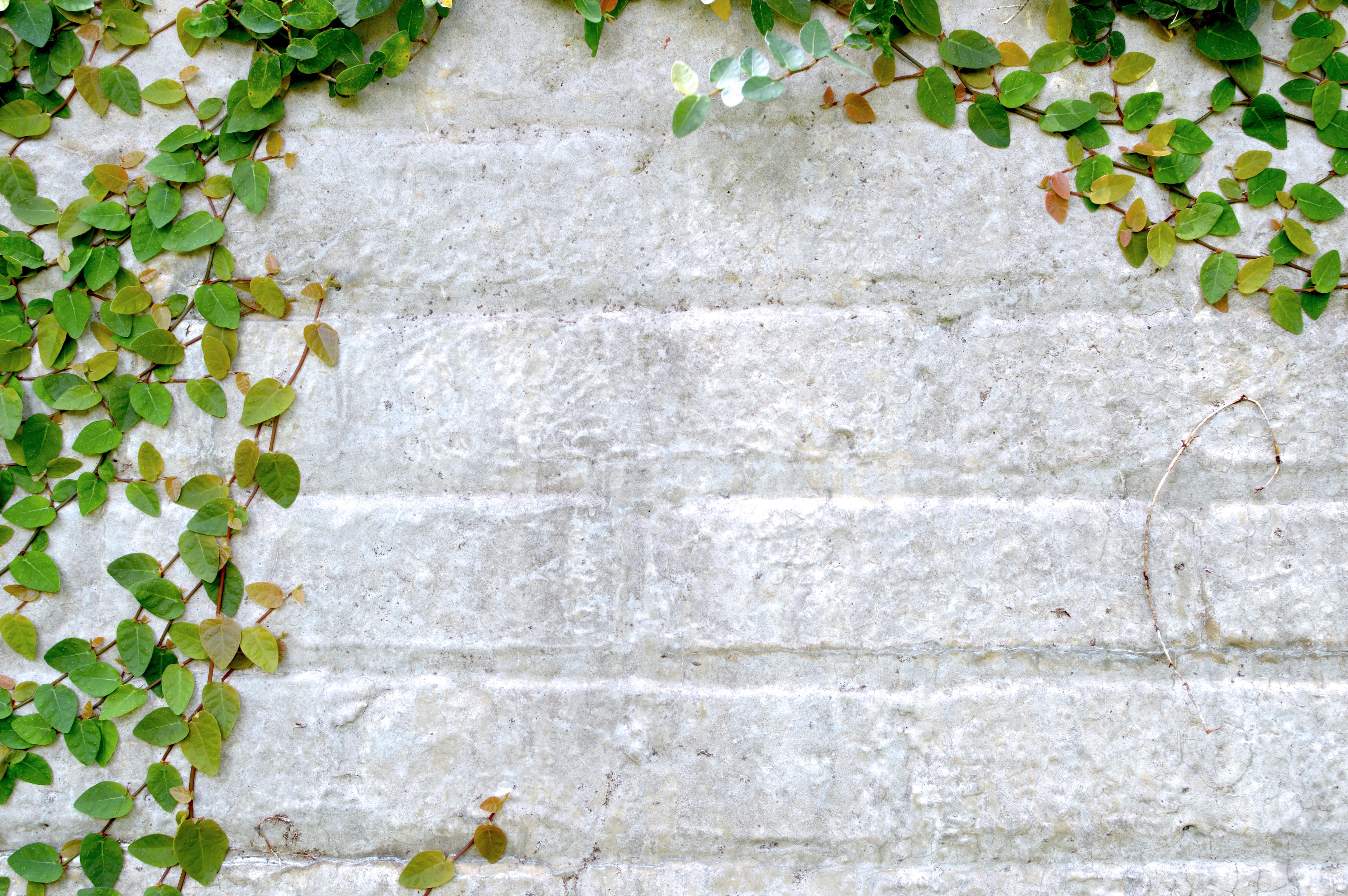 built structure, nature, growth, leaves, talk, day, leaf, background, wall, staircase, concrete, close-up, ivy, no people, full frame, texture, stone, walls, HD Wallpaper