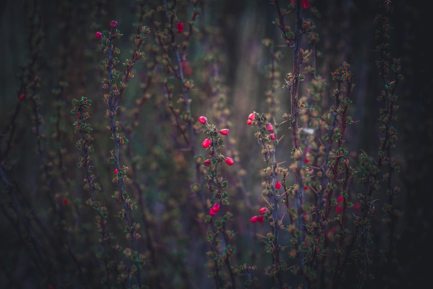 nature, flowers, focus on foreground, green, growth, flower, forest, fragility, tranquility, field, close-up, vulnerability, spring, vignette, land, botany, HD Wallpaper