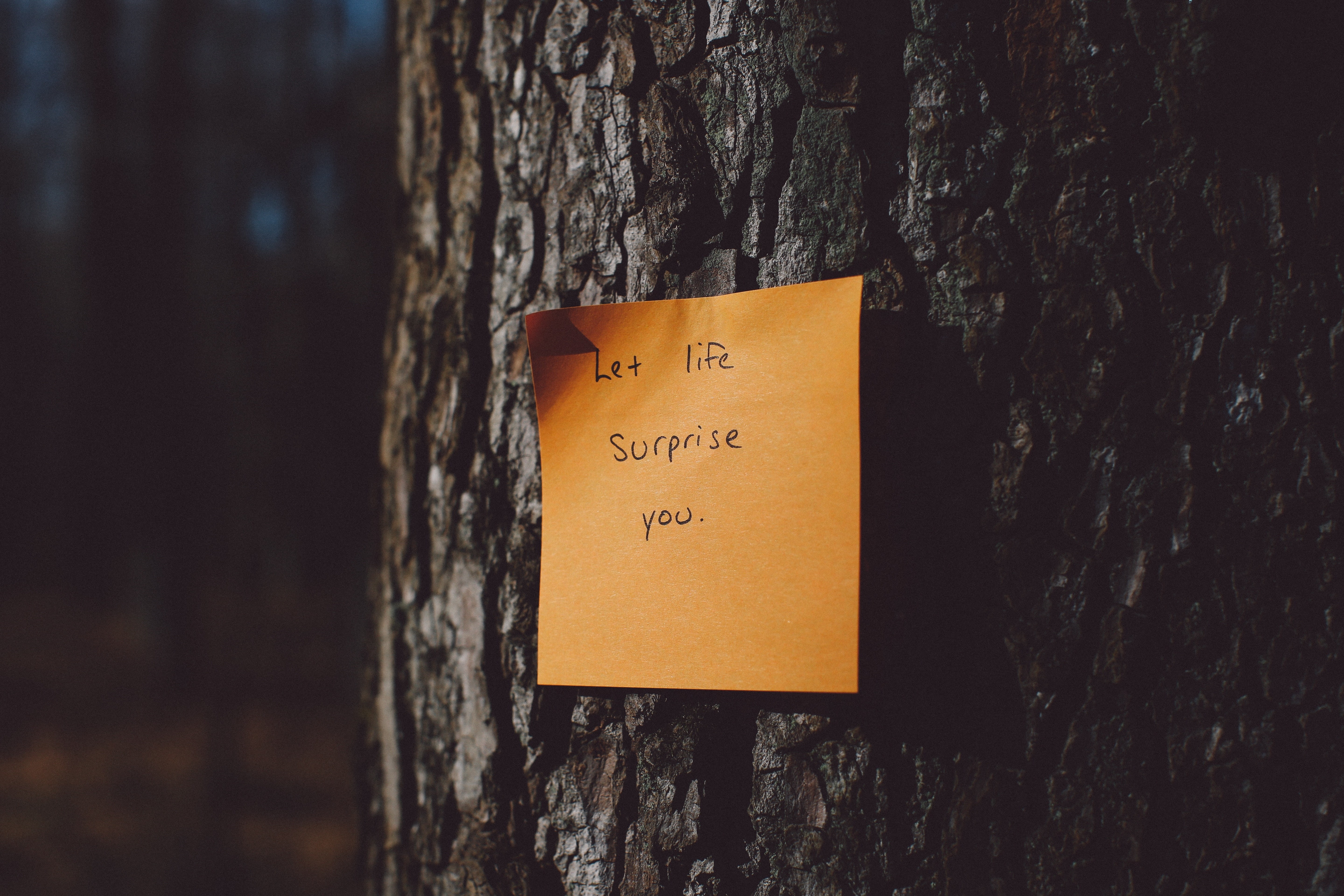 no people, paper, focus on foreground, sign, western script, text, communication, close-up, nature, Others, trunk, tree trunk, adhesive note, plant, yellow, HD Wallpaper
