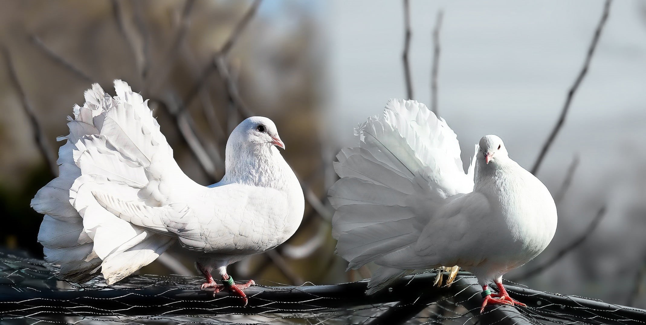 water, branch, poultry, bird, white, 1080P, outdoors, dove - Bird, no people, animal, animals in the wild, gray, pigeon, animal Wing, tree, white color, HD Wallpaper