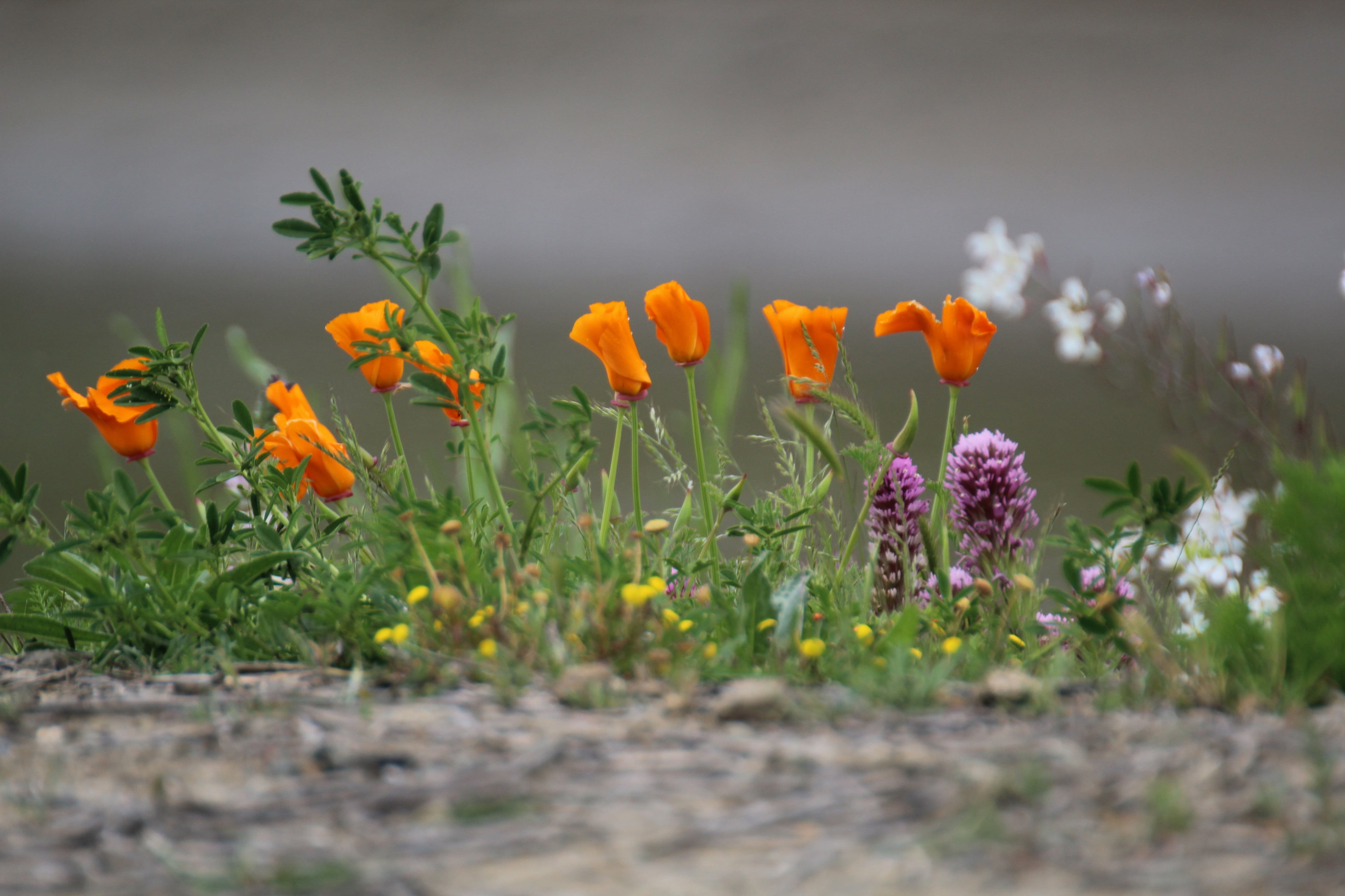 gorgeous, depth of field, orange, colors, California, Nice, this morning, flowers, collection, Today, Golden Poppy, close, 5K, Bokeh, so beautiful, shot, HD Wallpaper