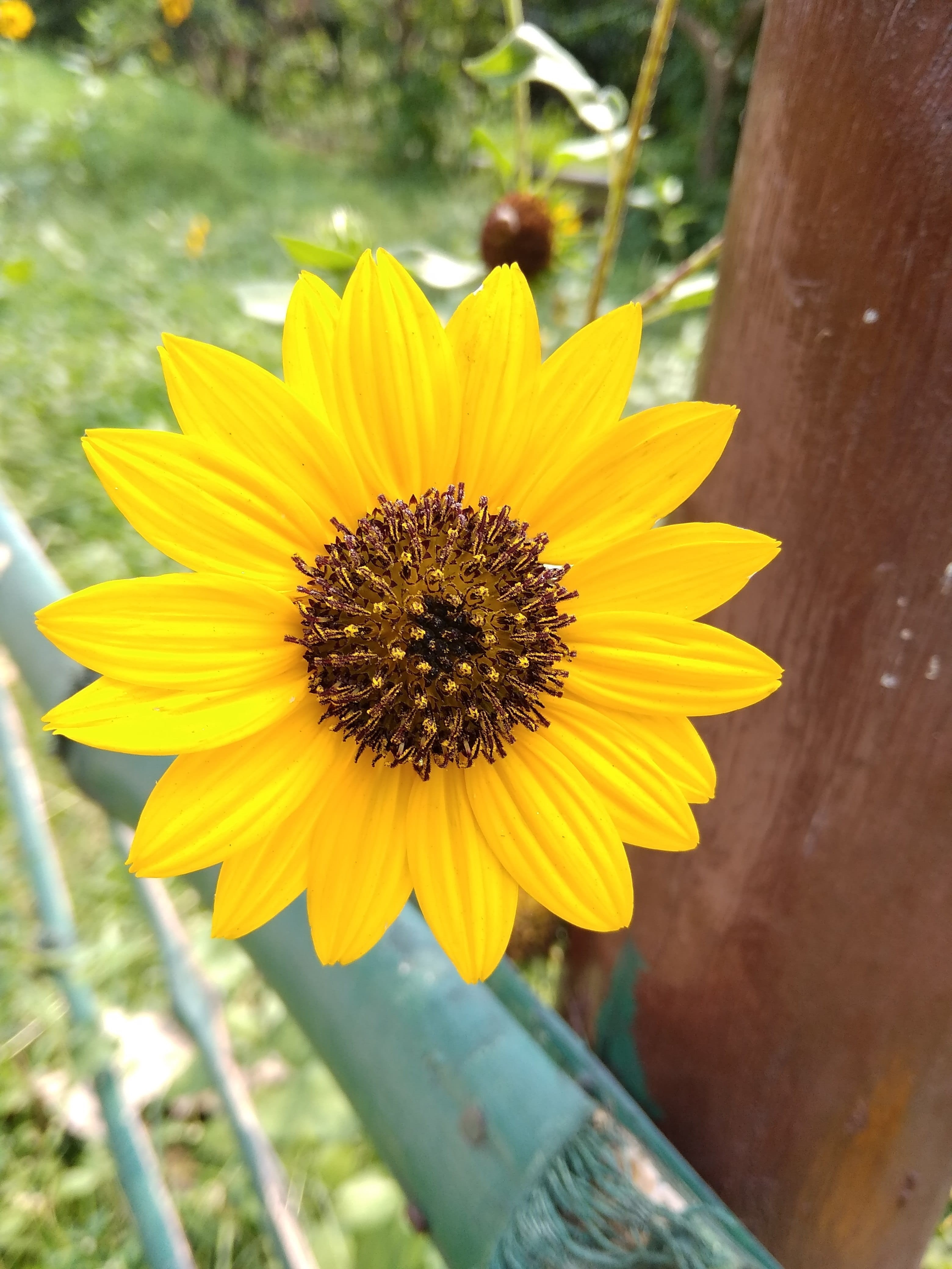 flower head, sunflower, nature, india new today time fashion, pollen, inflorescence, kolkata, freshness, yellow, day, close-up, flower, vulnerability, no people, Phone HD Wallpaper