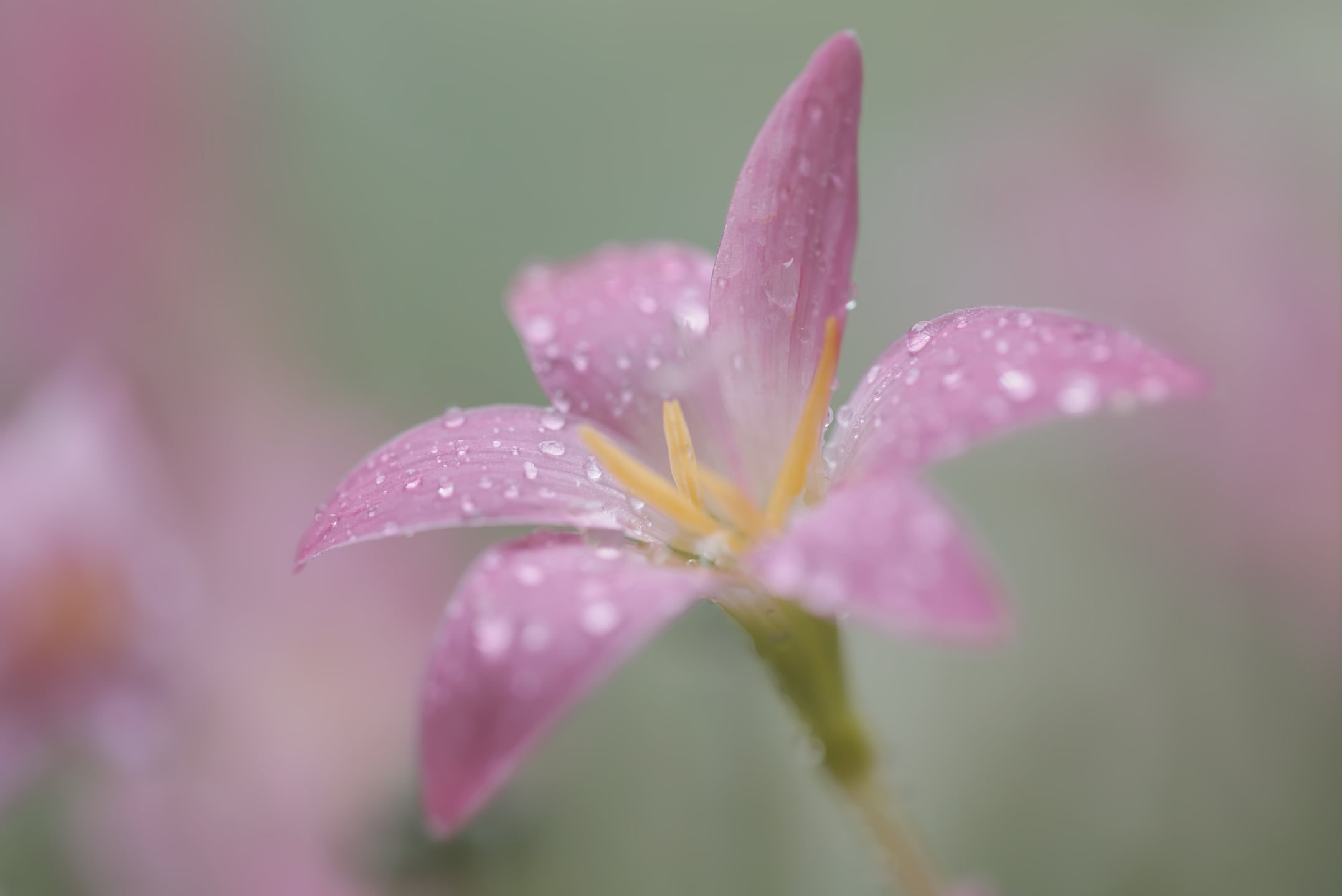Canon 6D, leaf, close-up, Explored, Crocus, pink, pink Color, Balaji, flower, flower Head, f/2.8, petal, plant, nature, 1080P, Macro, rain, lily, lily flower, HD Wallpaper