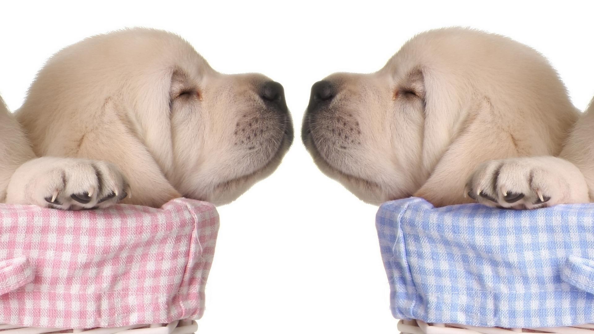 animals, puppy, today, 1080P, sweet, kiss, love, HD Wallpaper