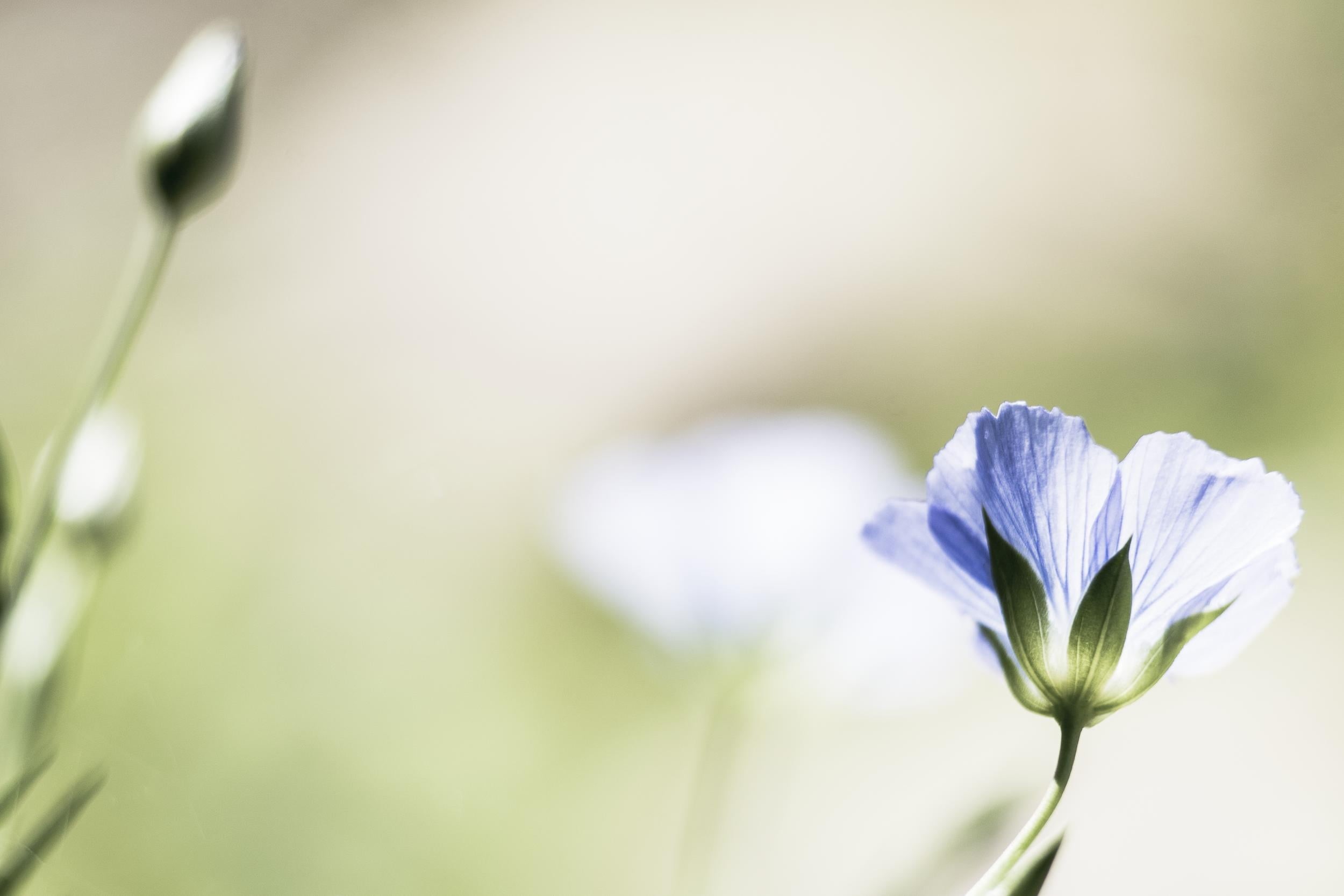 Nikon  Nikkor, bloom, purple, fleur, moment, today, France, close-up, angle, beauty In Nature, couleur, petaled, Blooming, bokeh, nature, plant, photography, HD Wallpaper