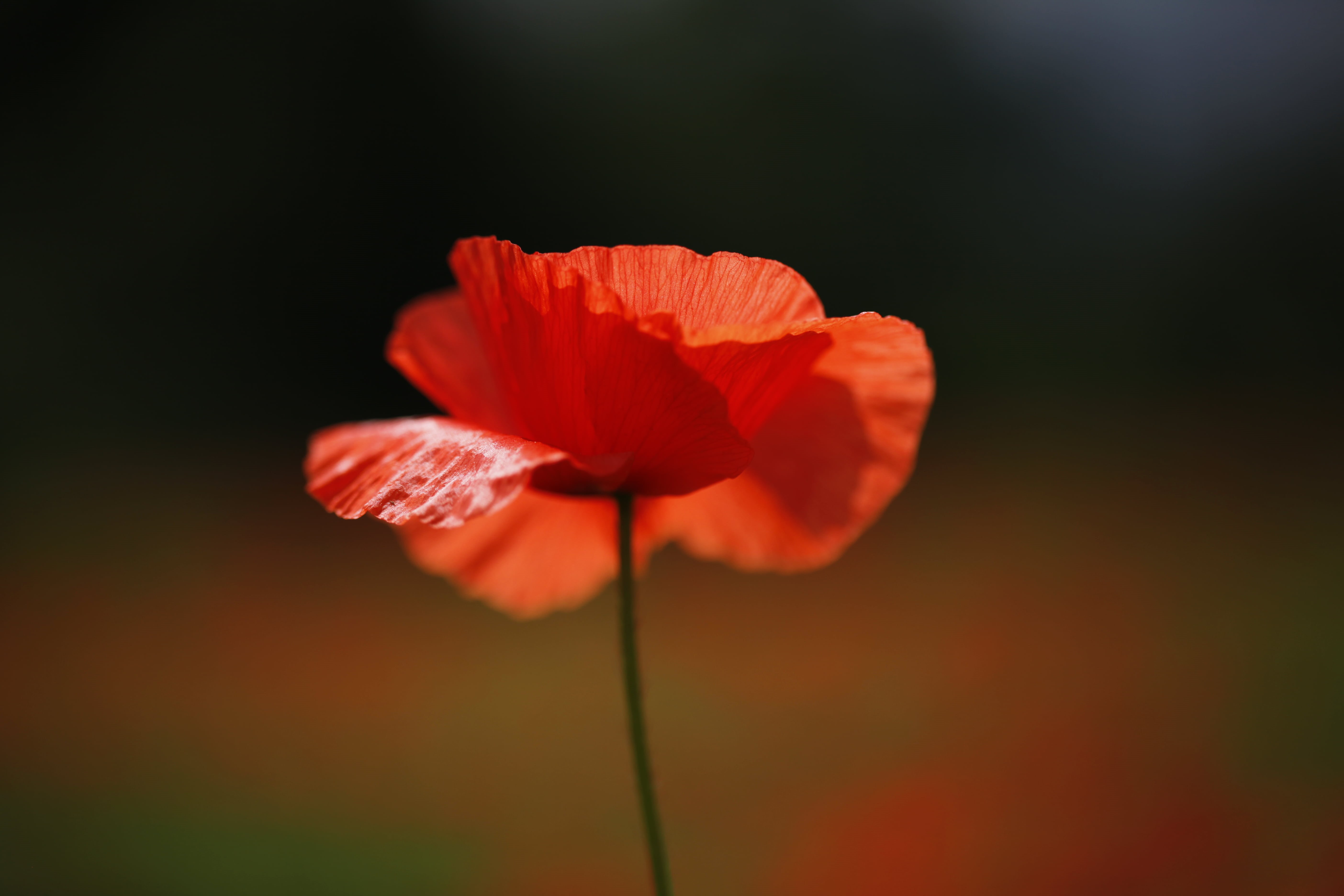 red, veterans day, symbol, life cycles, 5K, selective, bokeh, remembrance, eleventh hour, shadow, here today, yellow, fleeting, wild  weed, close-up, remember, HD Wallpaper