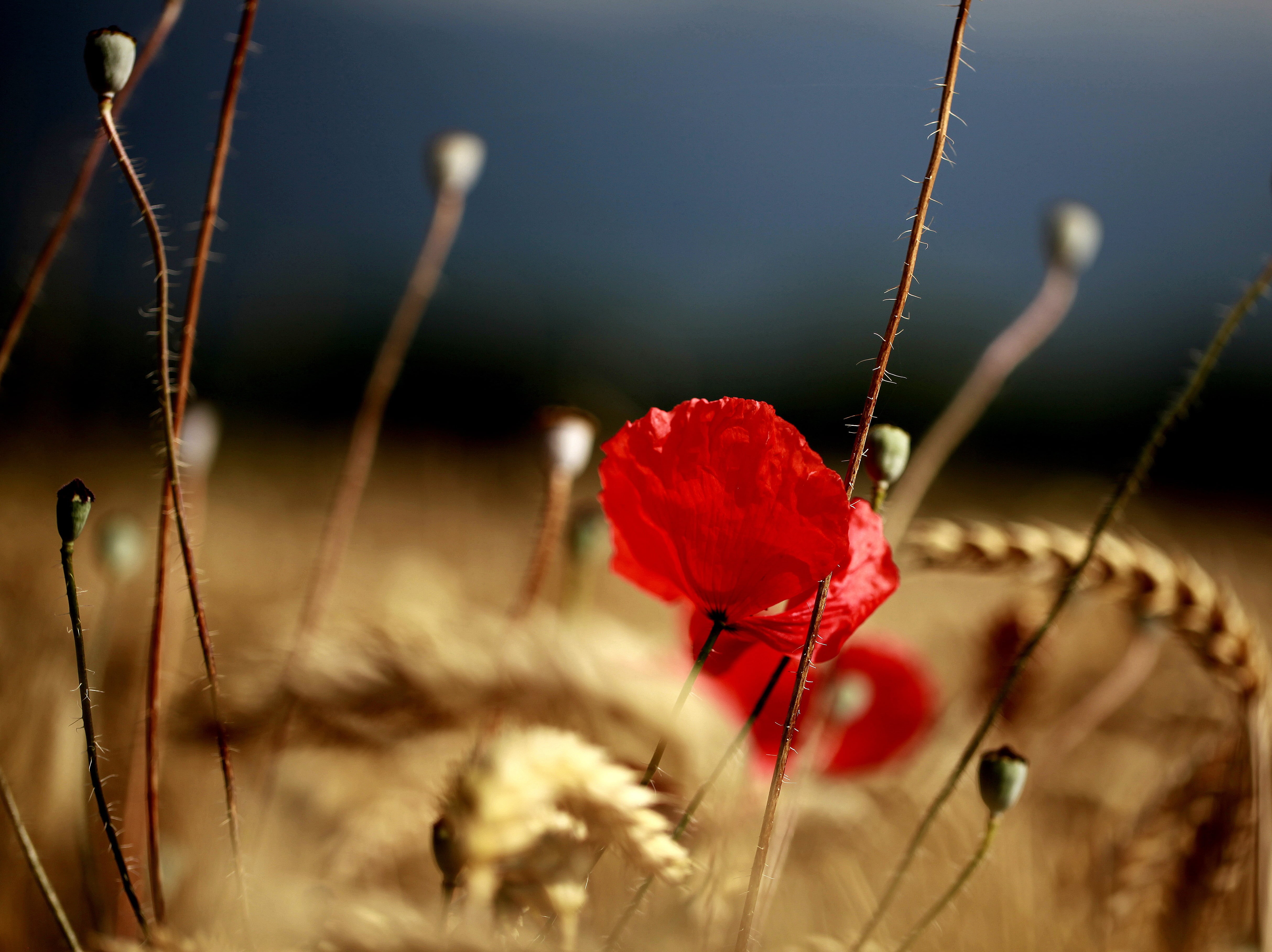 seeds, red Poppy, hairy, weeds, ripe, grass, crop, bokeh, light, bright, petals, 4K, flower, poppy, wildflower, close-up, summer, red, plant, nature, fleeting, HD Wallpaper