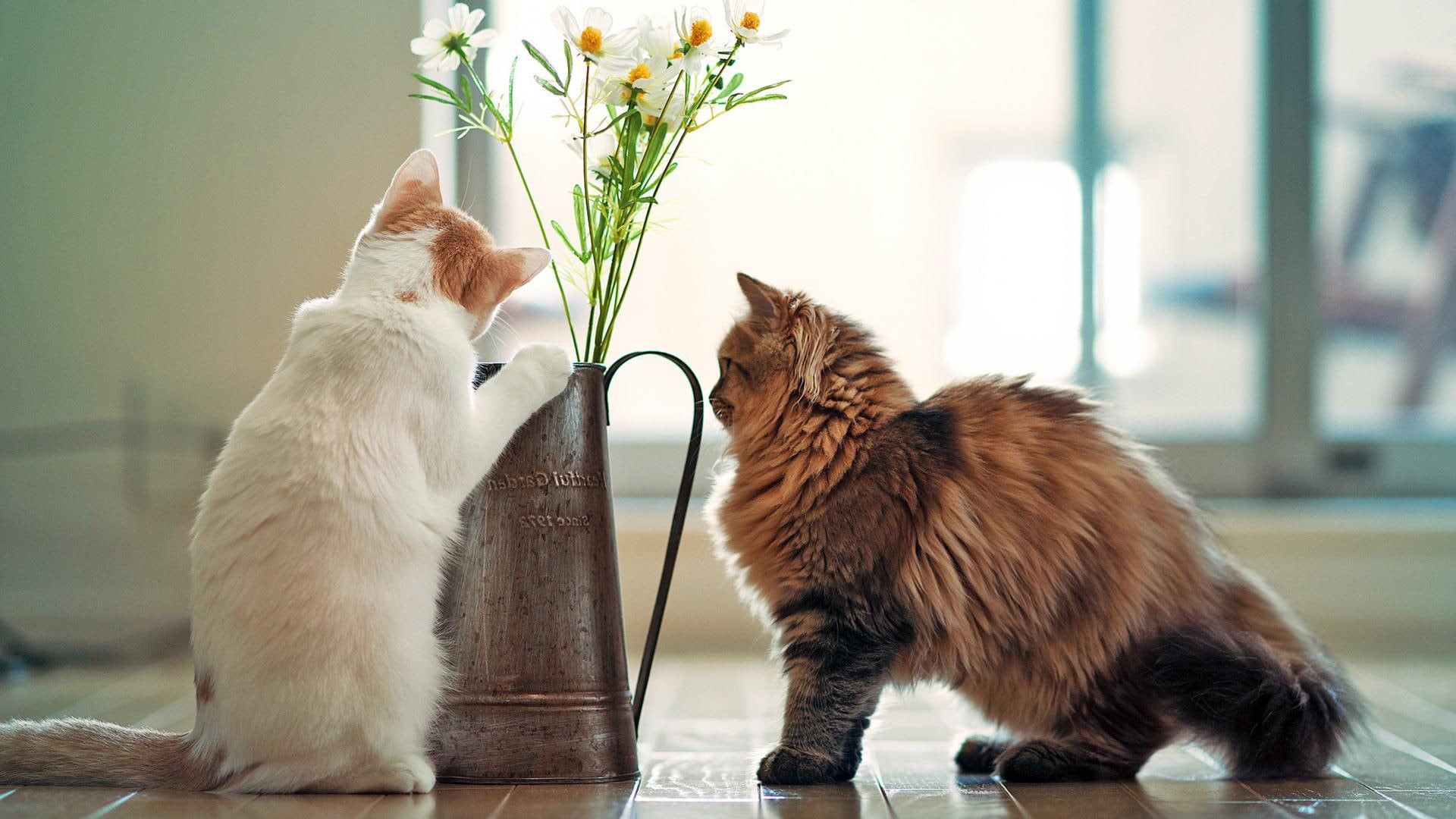 hey, 1080P, kittens, 1920x1080, HD Wallpaper