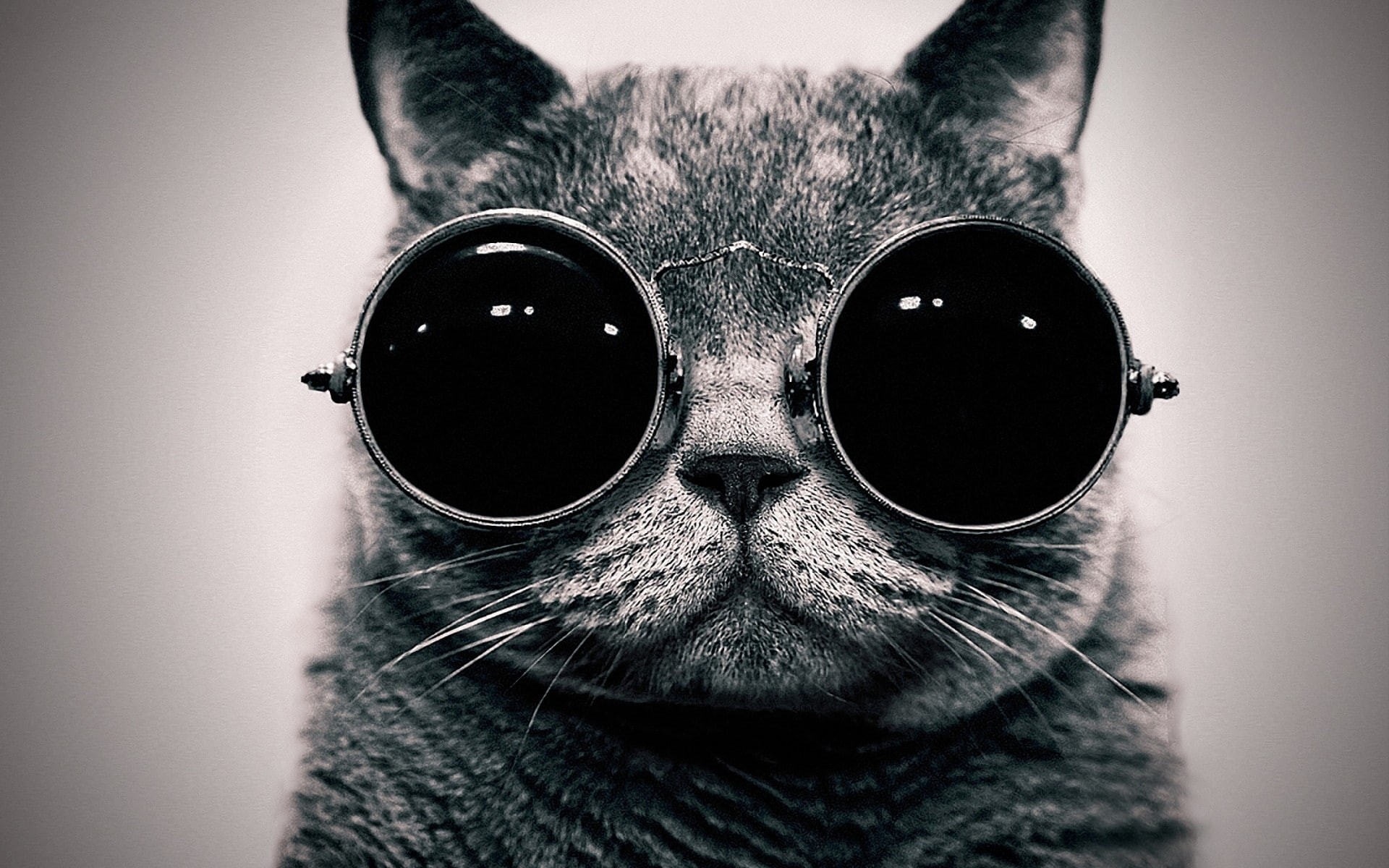 schrodingers, sunglasses, punk, cat, schrodinger, Glasses, 1080P, cats, hippie, steam, animals, monochrome, HD Wallpaper