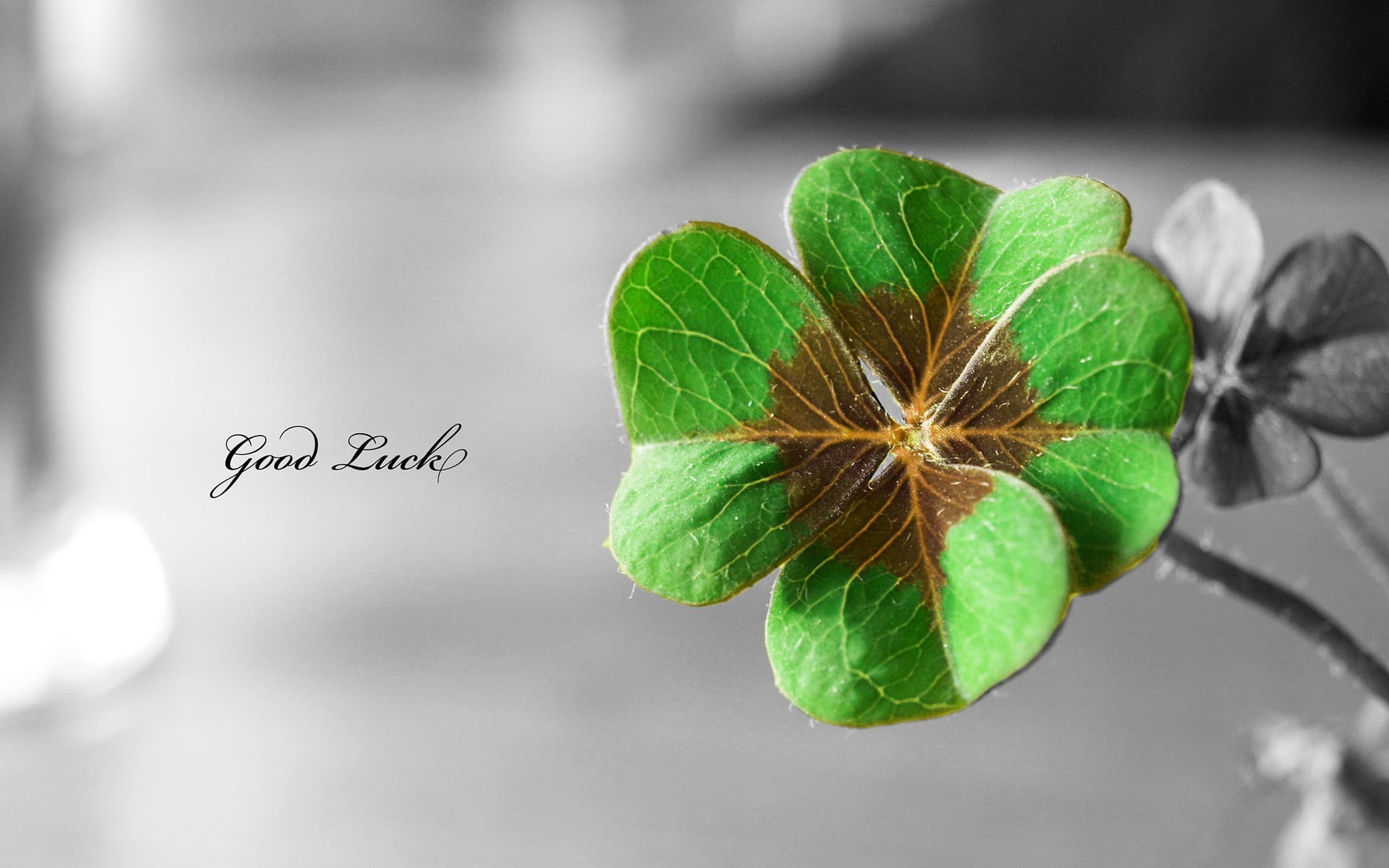 no people, good, food, green, food and drink, luck, nature, freshness, flower, 1080P, herb, clover, plants, western script, communication, text, clovers, HD Wallpaper