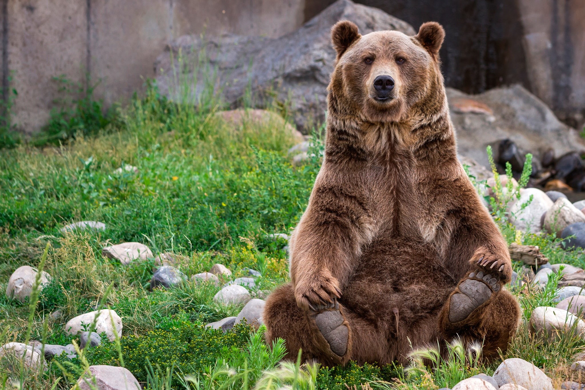 1080P, bear, important, paws, grass, face, posing, brown, sitting, wool, stones, HD Wallpaper