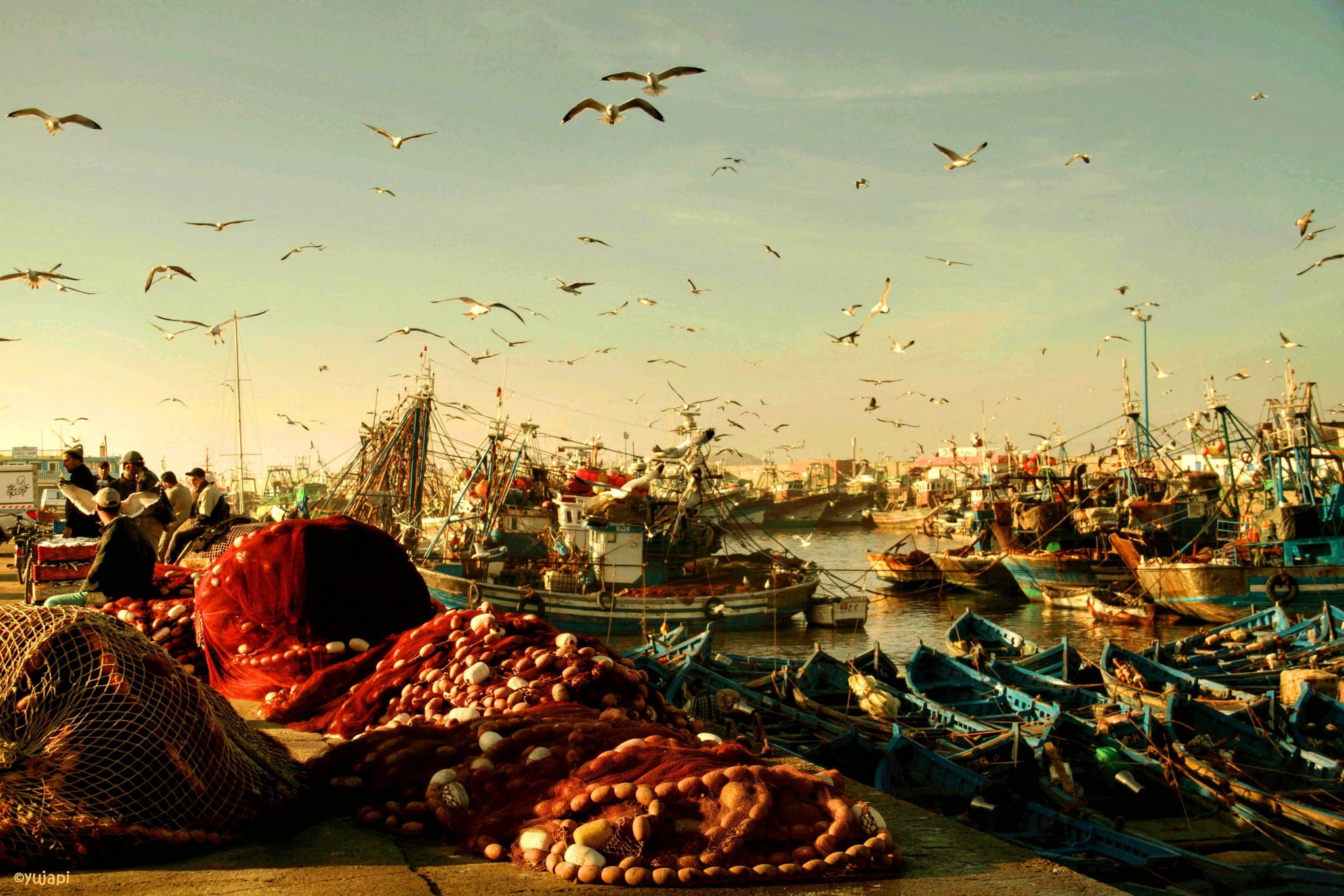 Essaouira, seagulls, morning, boats, remember, Birds, 1080P, rybackie, port, Morocco, Rybak, HD Wallpaper