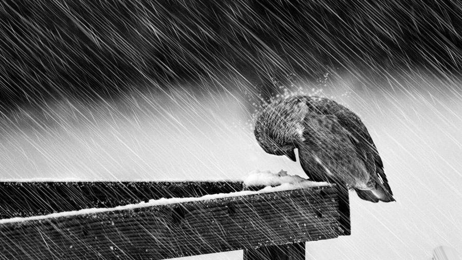 birds, animals in the wild, monochrome, snow, perching, close-up, wood - material, screws , give up, animal themes, wood, no people, motion, animal wildlife, HD Wallpaper