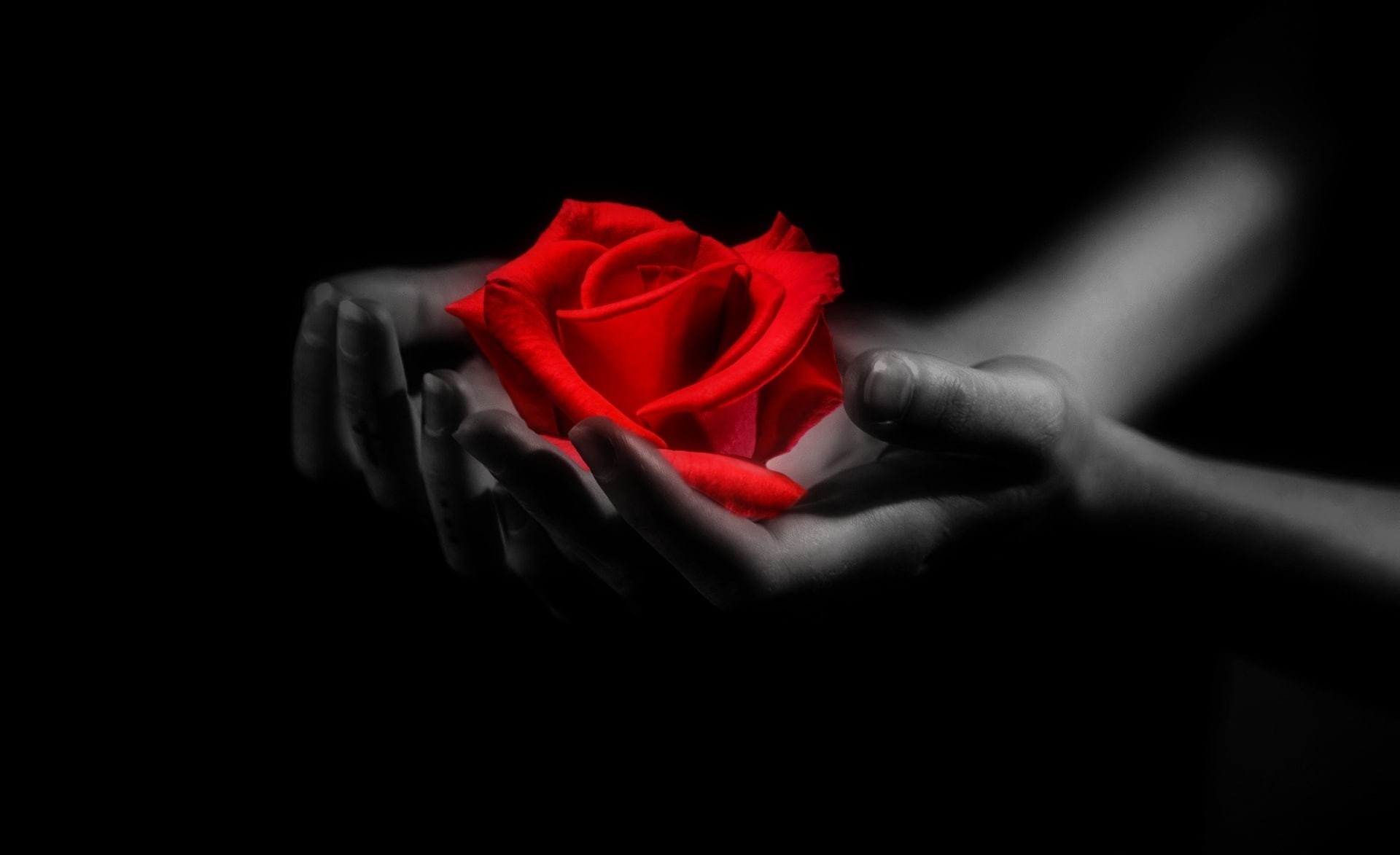 Romantic, Romance, affection, happy, black background, red, day, human body part, close-up, Flower, Background, Holidays, finger, flowering plant, Give, HD Wallpaper