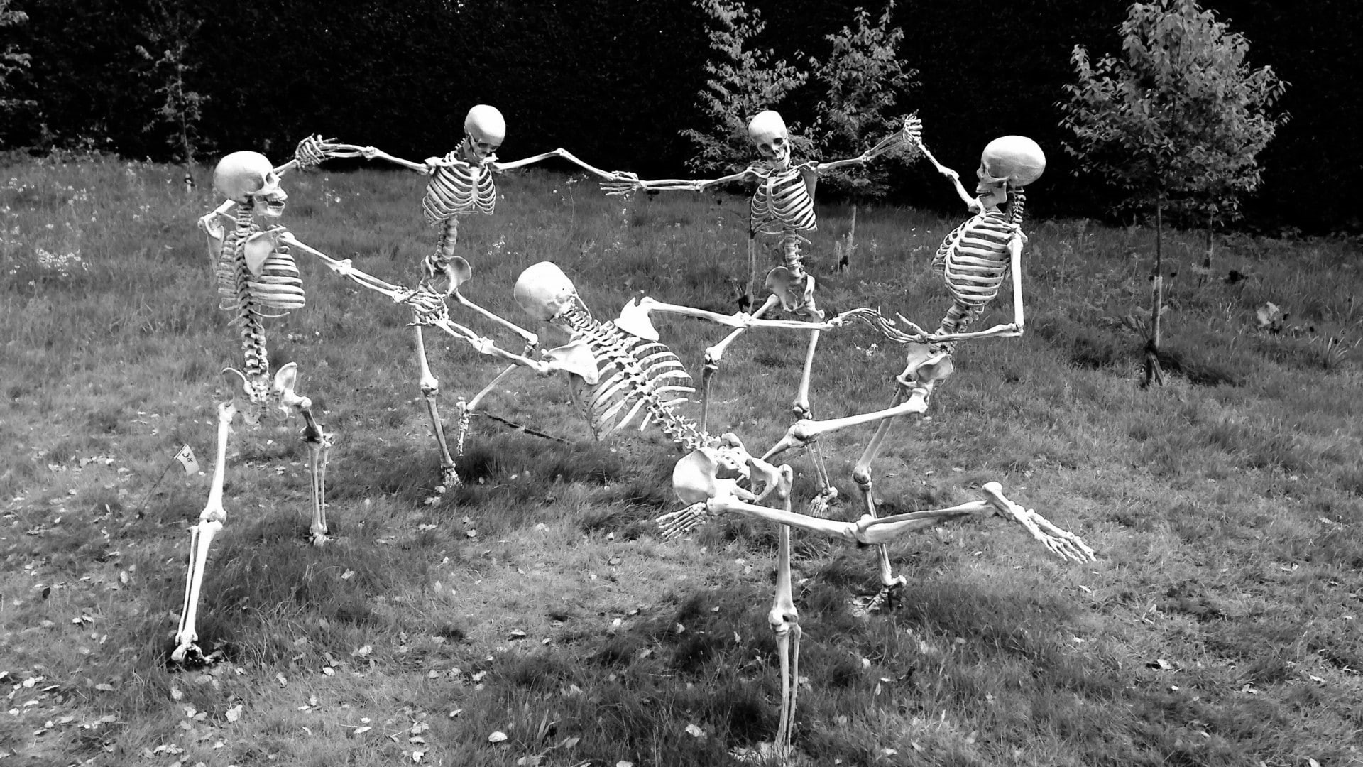 forest, nature, humor, skull, no people, human representation, gray, grass, bone, outdoors, land, monochrome, plant, dancing, growth, tree, day, 1080P, HD Wallpaper