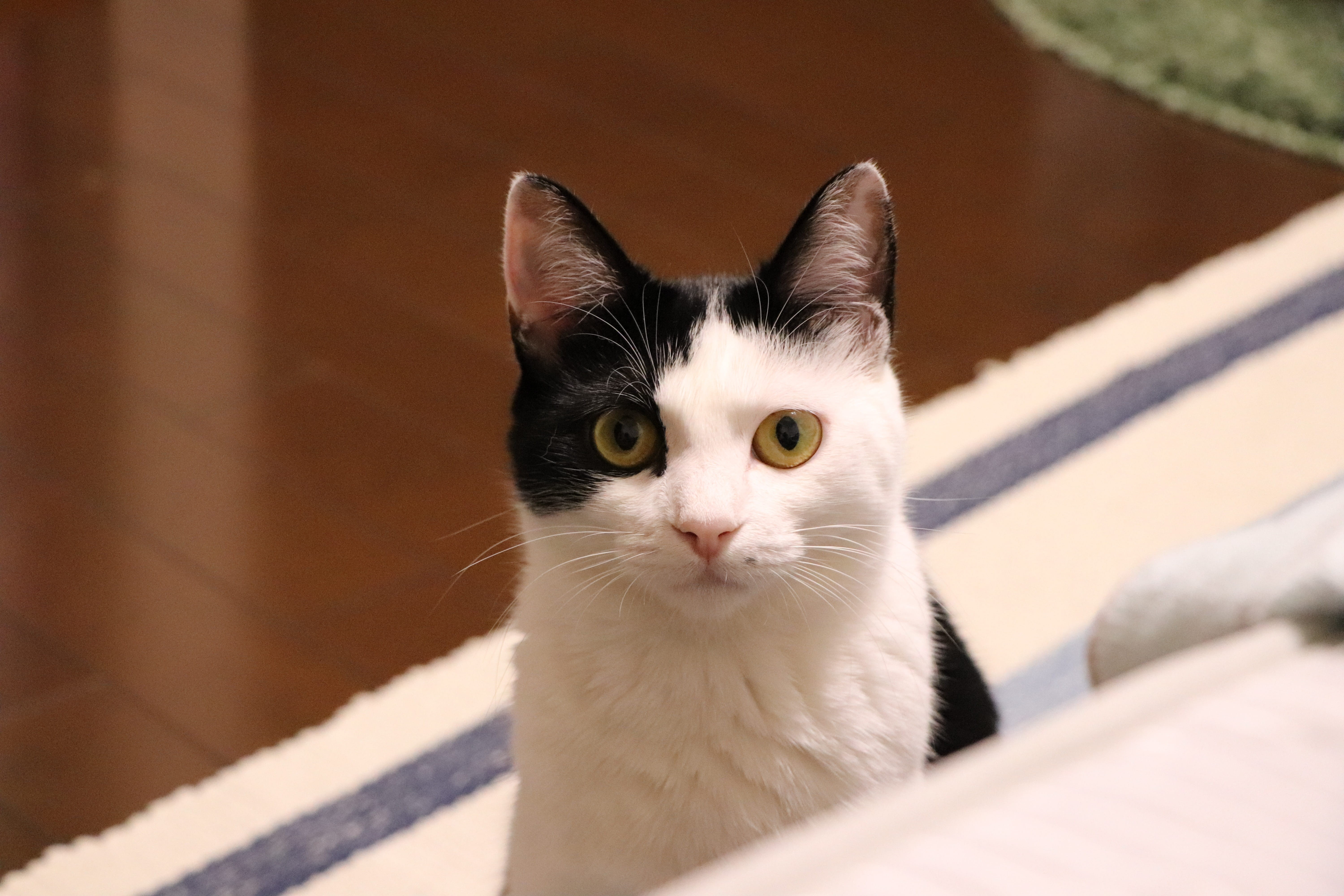 pet, yellow eyes, 5K, the face of the cat, day, kitty, cute, no people, one animal, hello kitty, feline, mammal, domestic, domesticated, mieze, short hair, HD Wallpaper