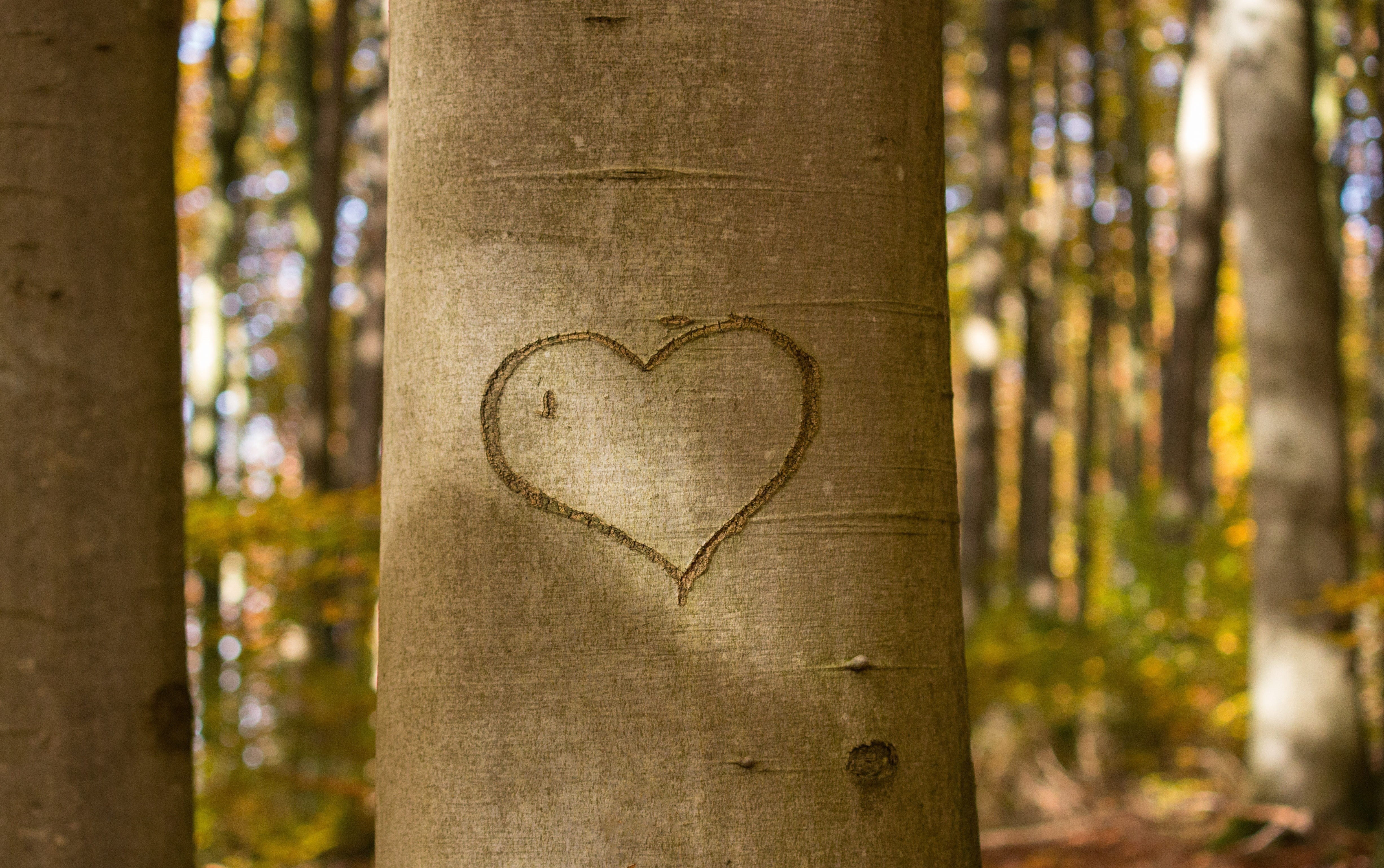 affection, mothers day, promise, nature, forest, trunk, romantic, romance, woodland, heart shape, day, orthographic symbol, light, positive emotion, tree, HD Wallpaper
