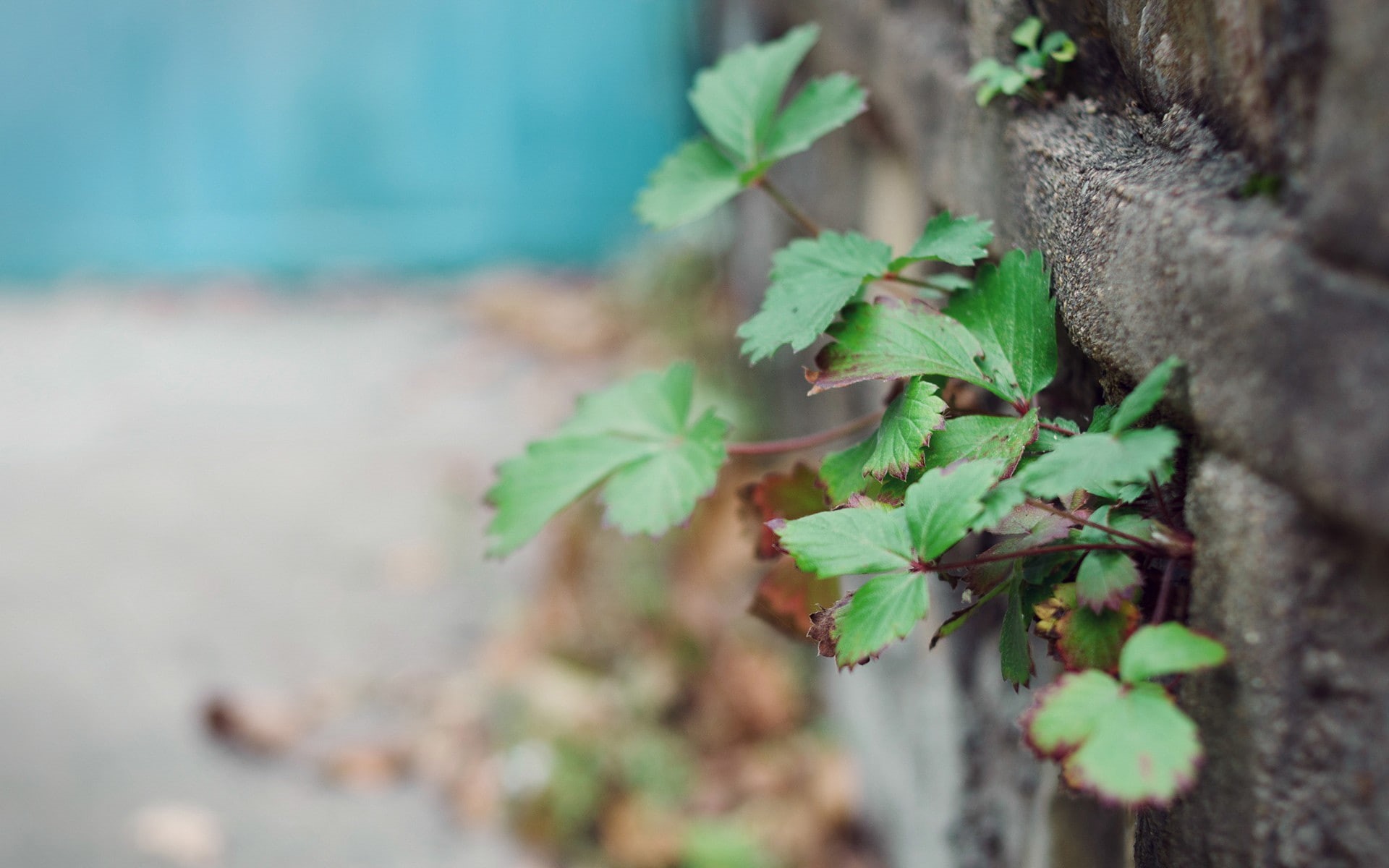 plants, 1080P, outdoors, leaves, WTF, HD Wallpaper