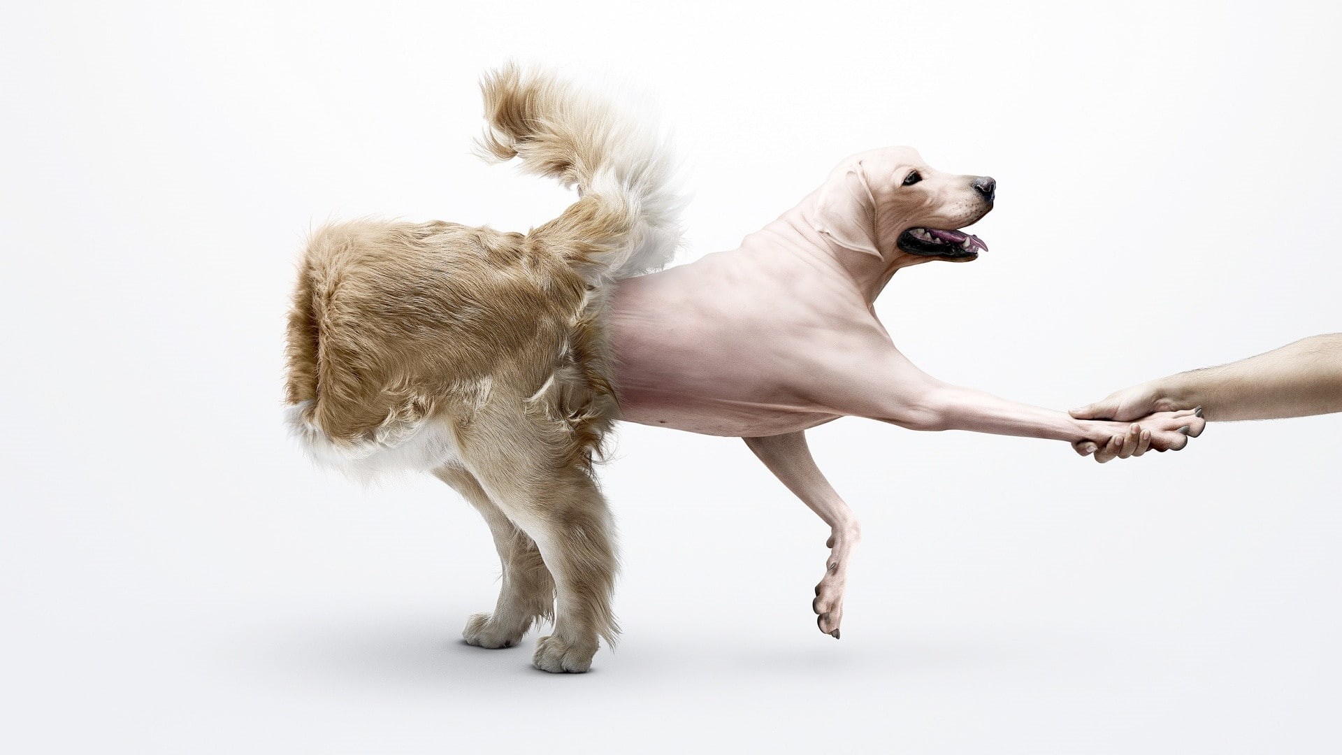 animals, hd, wtf, 1080P, dog, HD Wallpaper