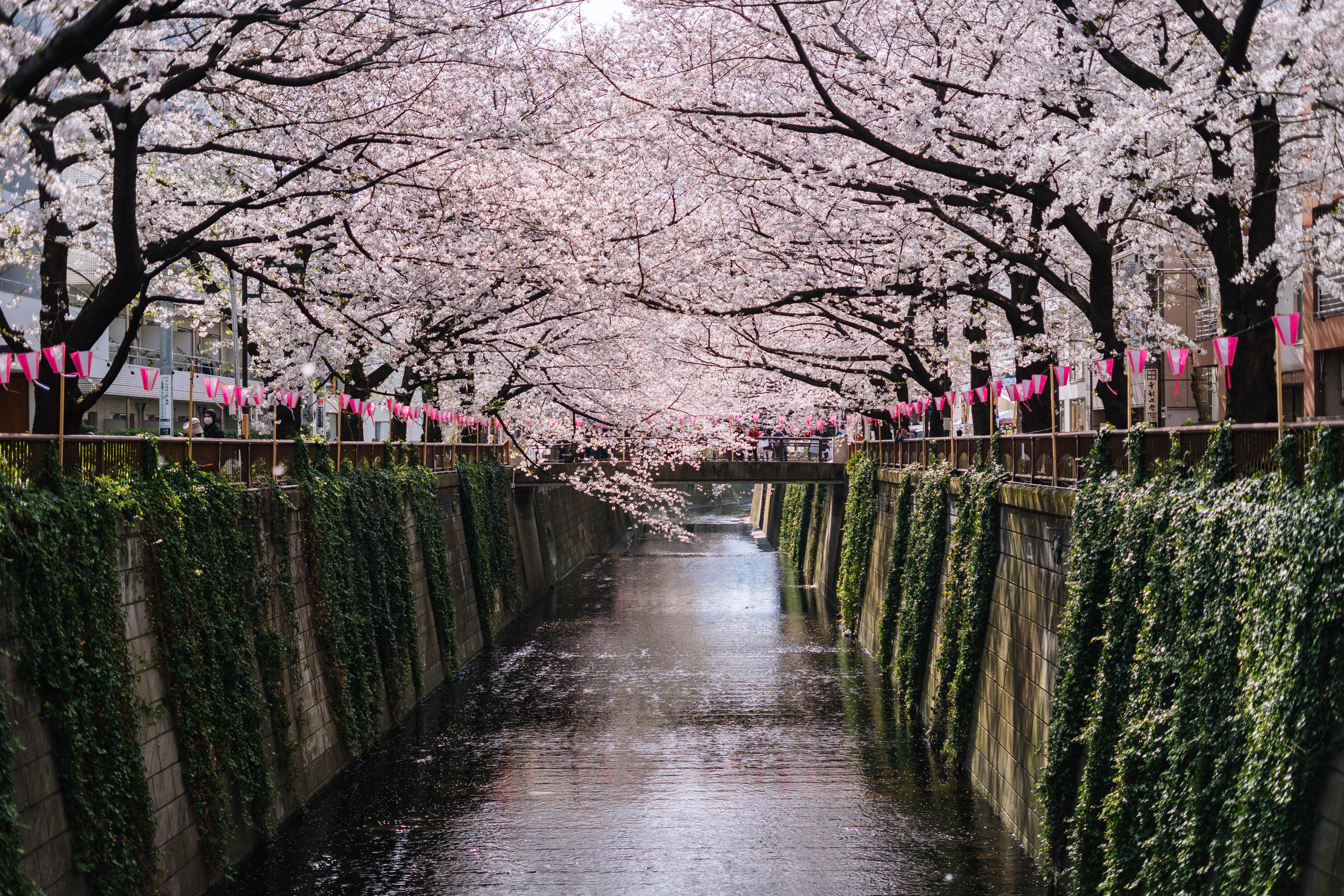 canal, footpath, 5K, river, tree, day, treelined, japan, branch, freshness, park, sakura, fragility, nature, fence, beauty in nature, plant, diminishing perspective, HD Wallpaper