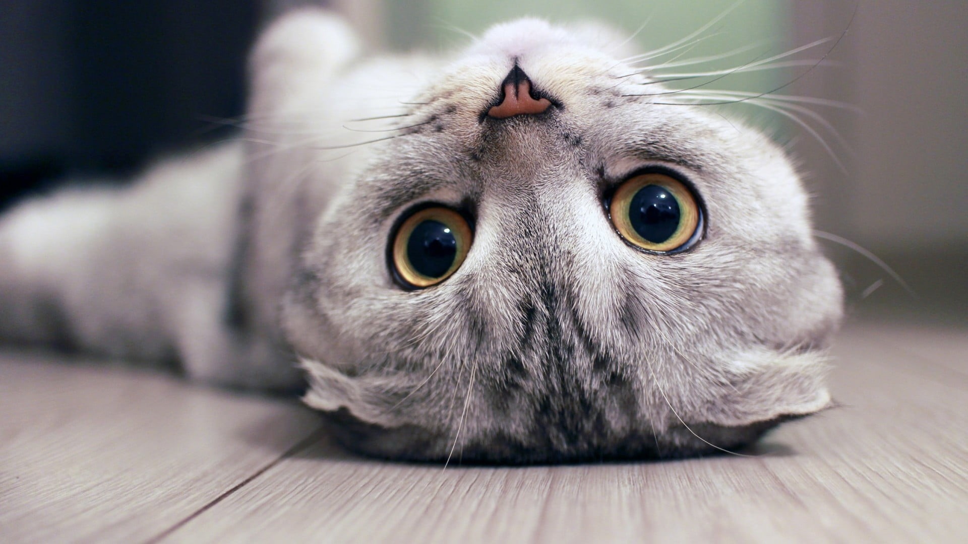 flooring, animals, kittens, portrait, animal themes, close-up, gray, animal, animal head, mammal, pet, animal body part, upside down, eye, looking at camera, HD Wallpaper