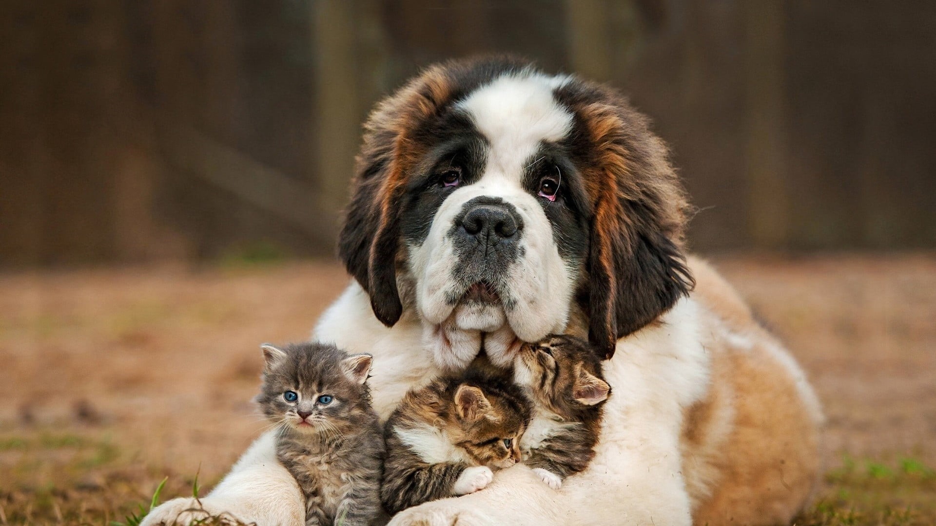 dog, focus on foreground, animal family, young animal, baby animals, border collie, cute, small, animals, kittens, cat, black, three, adult, Saint Bernard, HD Wallpaper