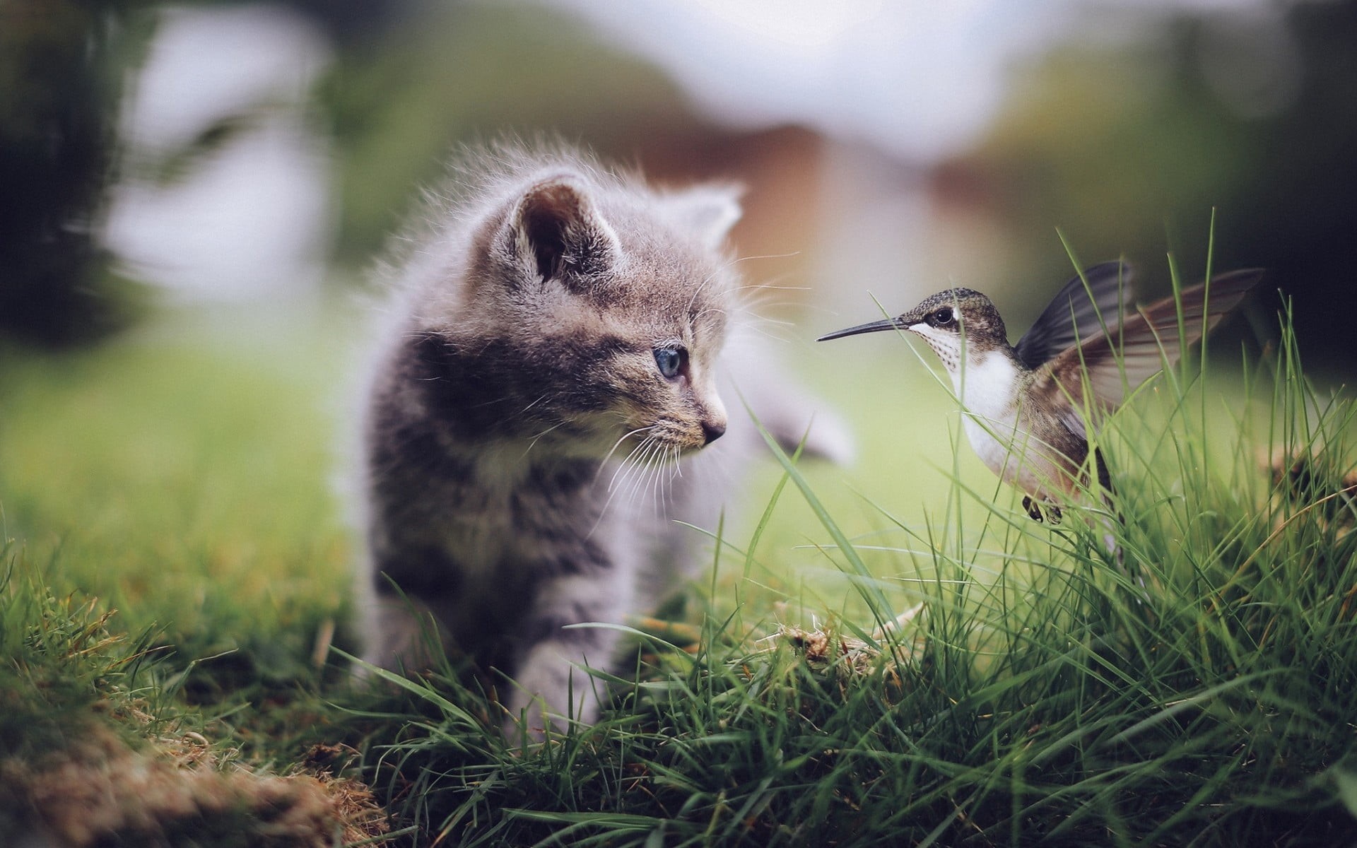 mammal, two animals, young animal, day, 1080P, animals in the wild, selective focus, group of animals, tabby, animal themes, baby animals, field, gray, HD Wallpaper
