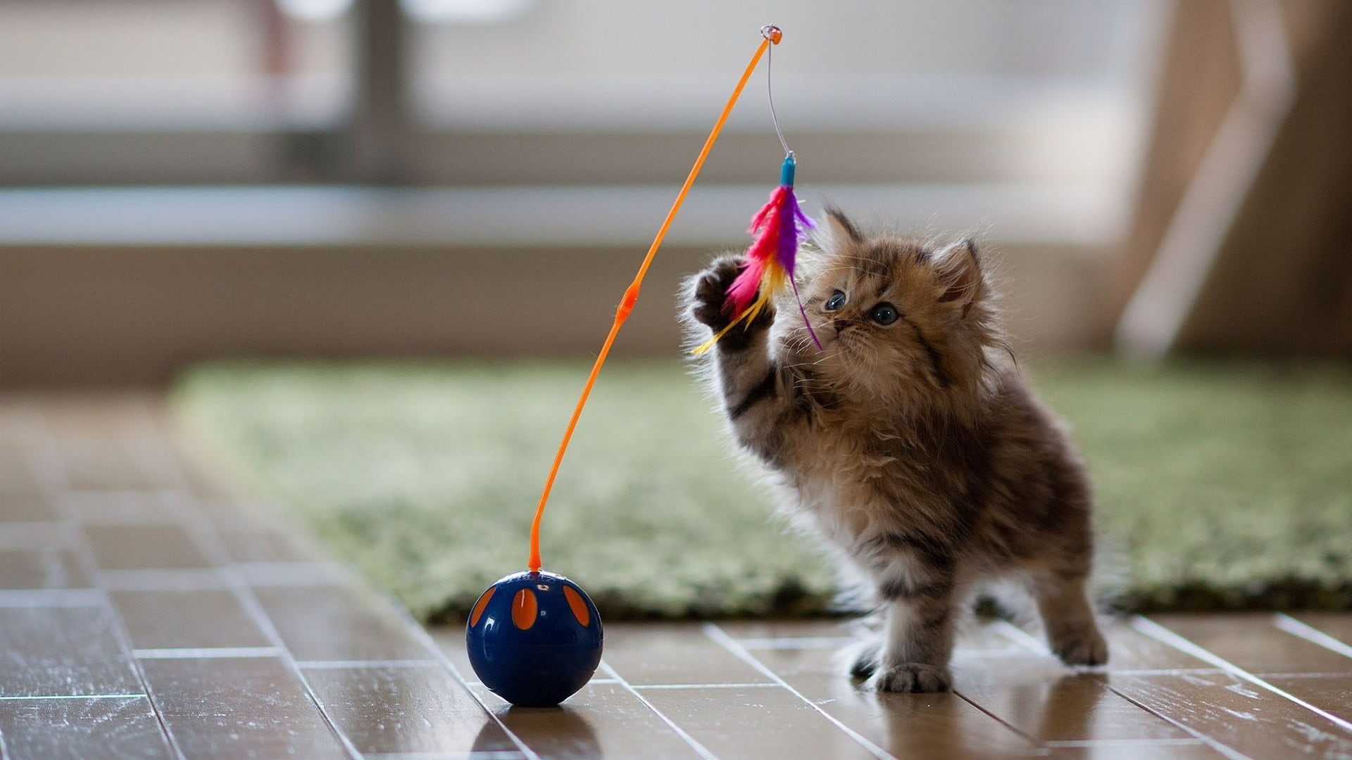 animals, nature, baby animals, 1080P, kittens, pet, carpets, persian, brown, cat, kitten, toys, tabby, wooden surface, depth of field, Ben Torode, indoors, HD Wallpaper