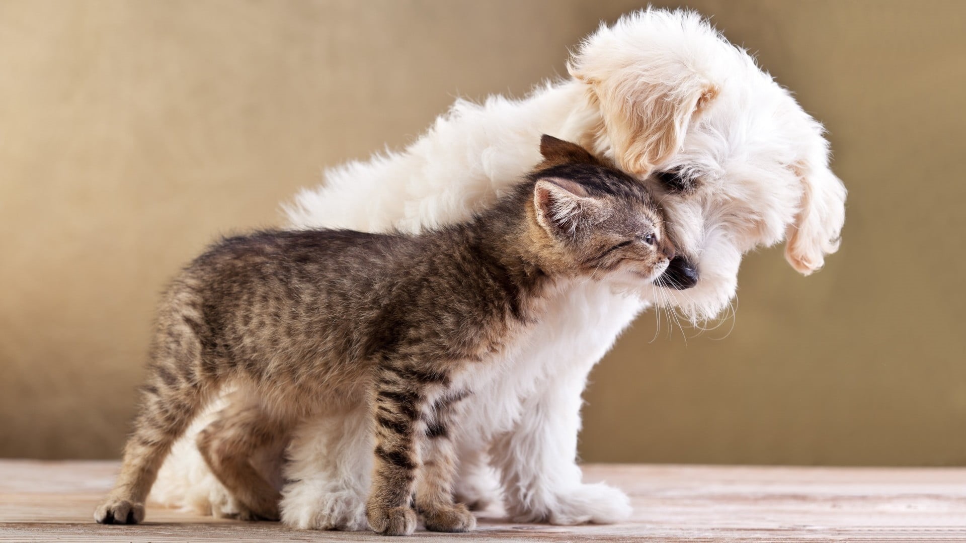 domestic animals, side view, one animal, brown, puppy, cat, feline, tabby, 1080P, love, sitting, domestic, young animal, dog, mammal, focus on foreground, HD Wallpaper