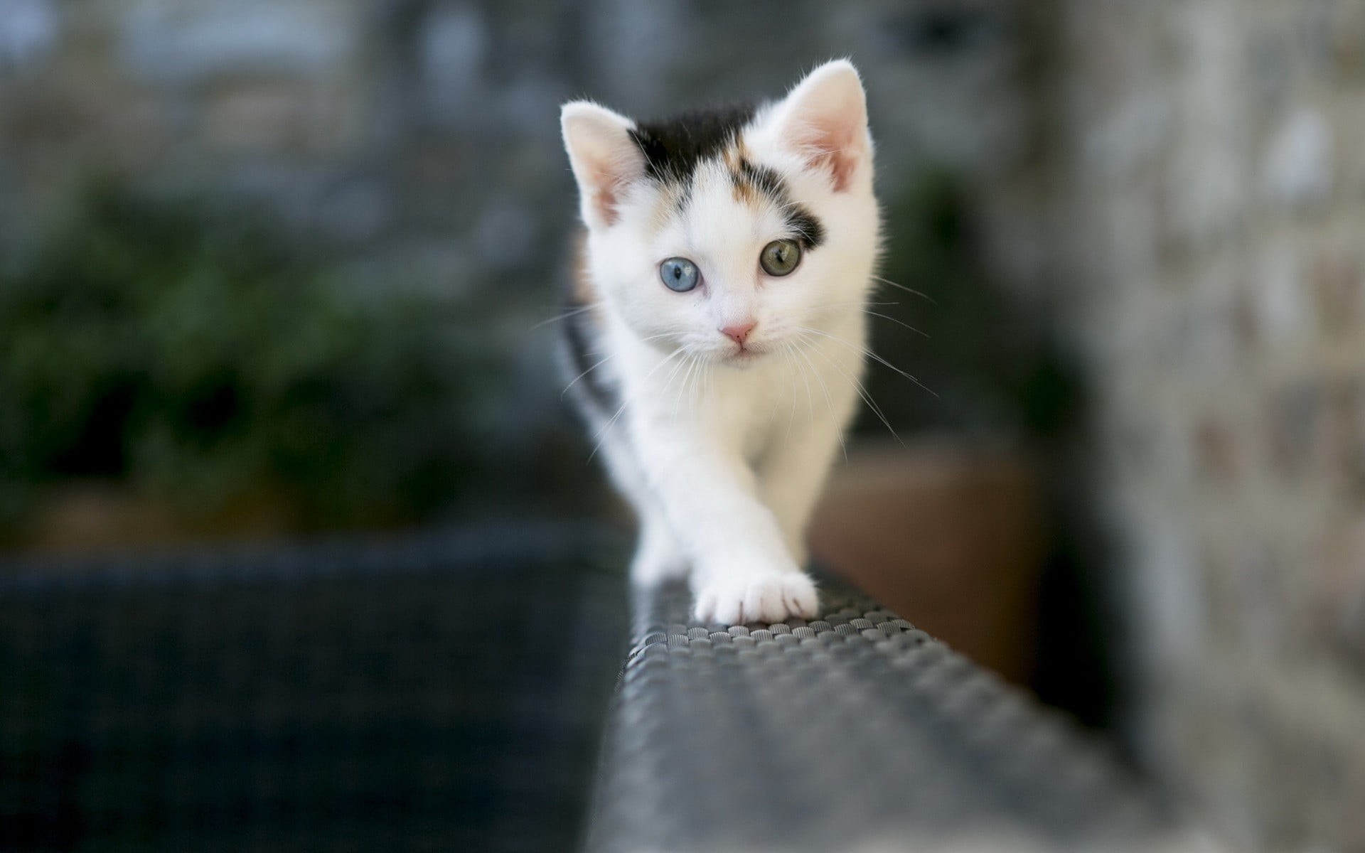 animals, white, 1080P, looking at camera, animal eye, mammal, selective focus, whisker, feline, kittens, depth of field, heterochromia, portrait, no people, HD Wallpaper