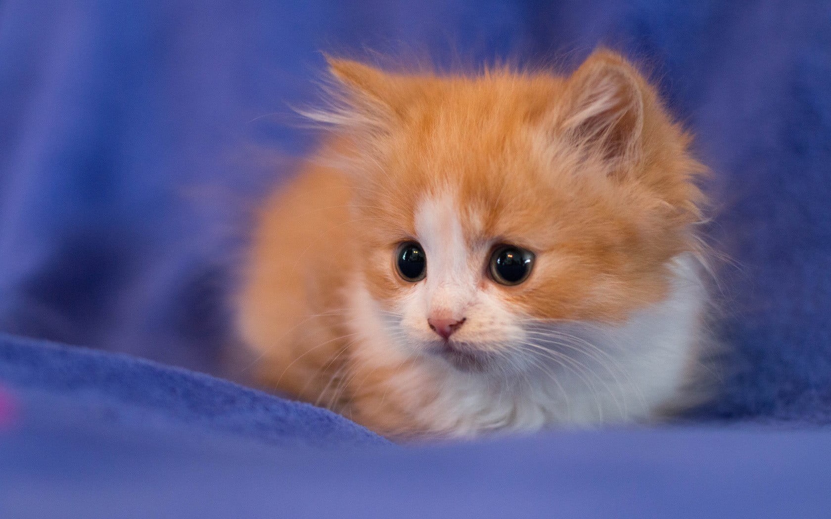 animal, cute, portrait, kitten, eye, domestic animals, focus on foreground, animal themes, hair, whisker, animal eye, one animal, animal body part, small, HD Wallpaper