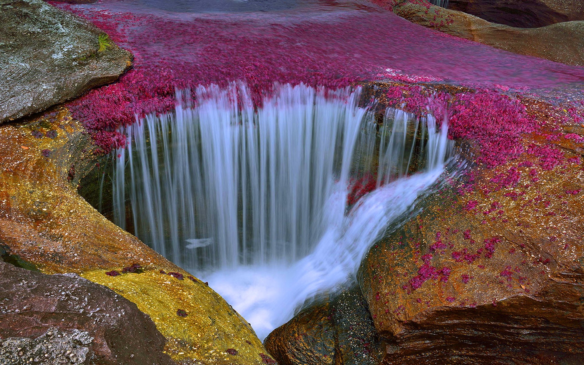 amazingly, beautiful, without, 1080P, desktop, cano, unfortunately, fish, cristales, colombia, river, hd, HD Wallpaper