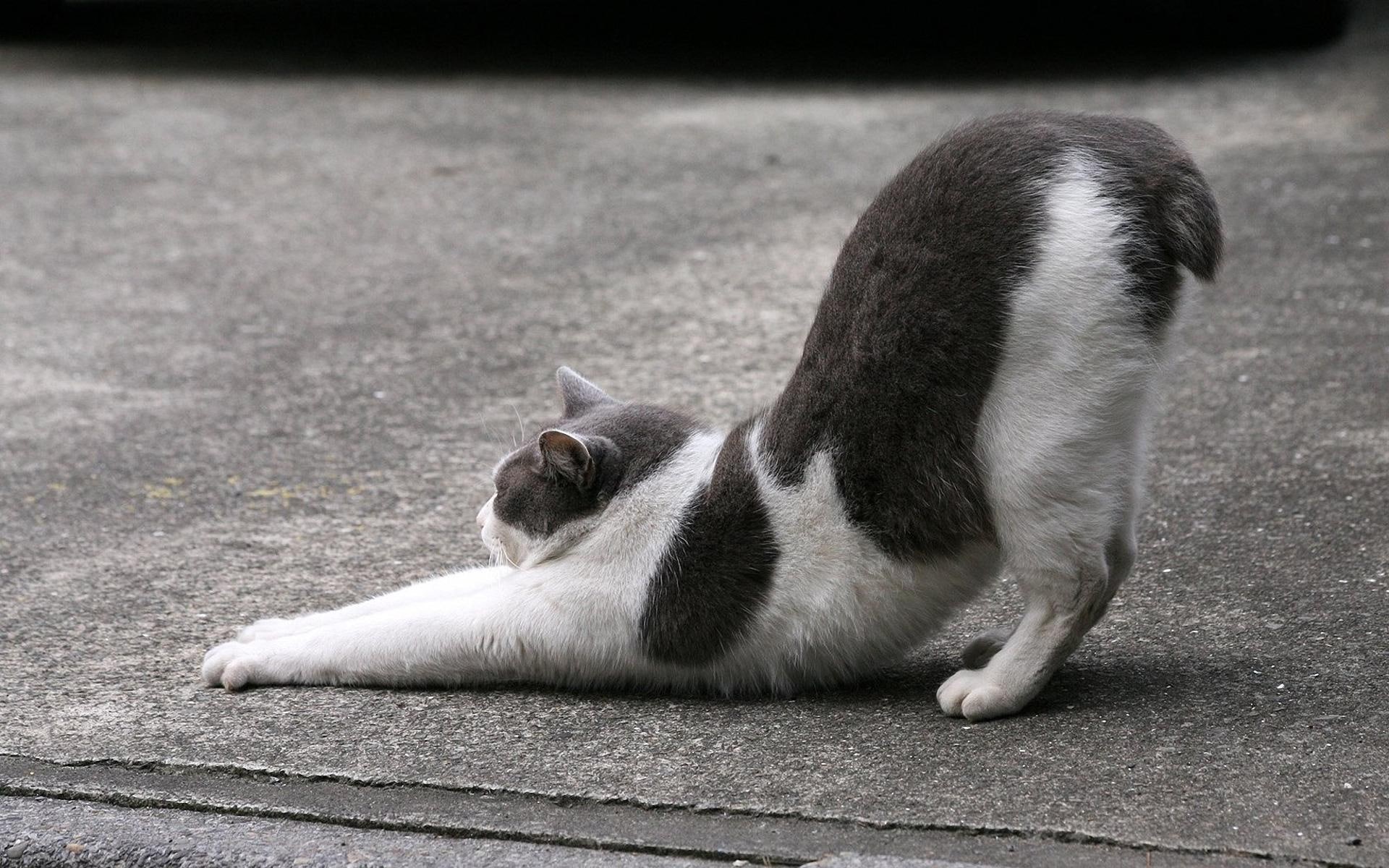 catch, spotted, catch up, cat, without a tail, without, 1080P, tail, HD Wallpaper