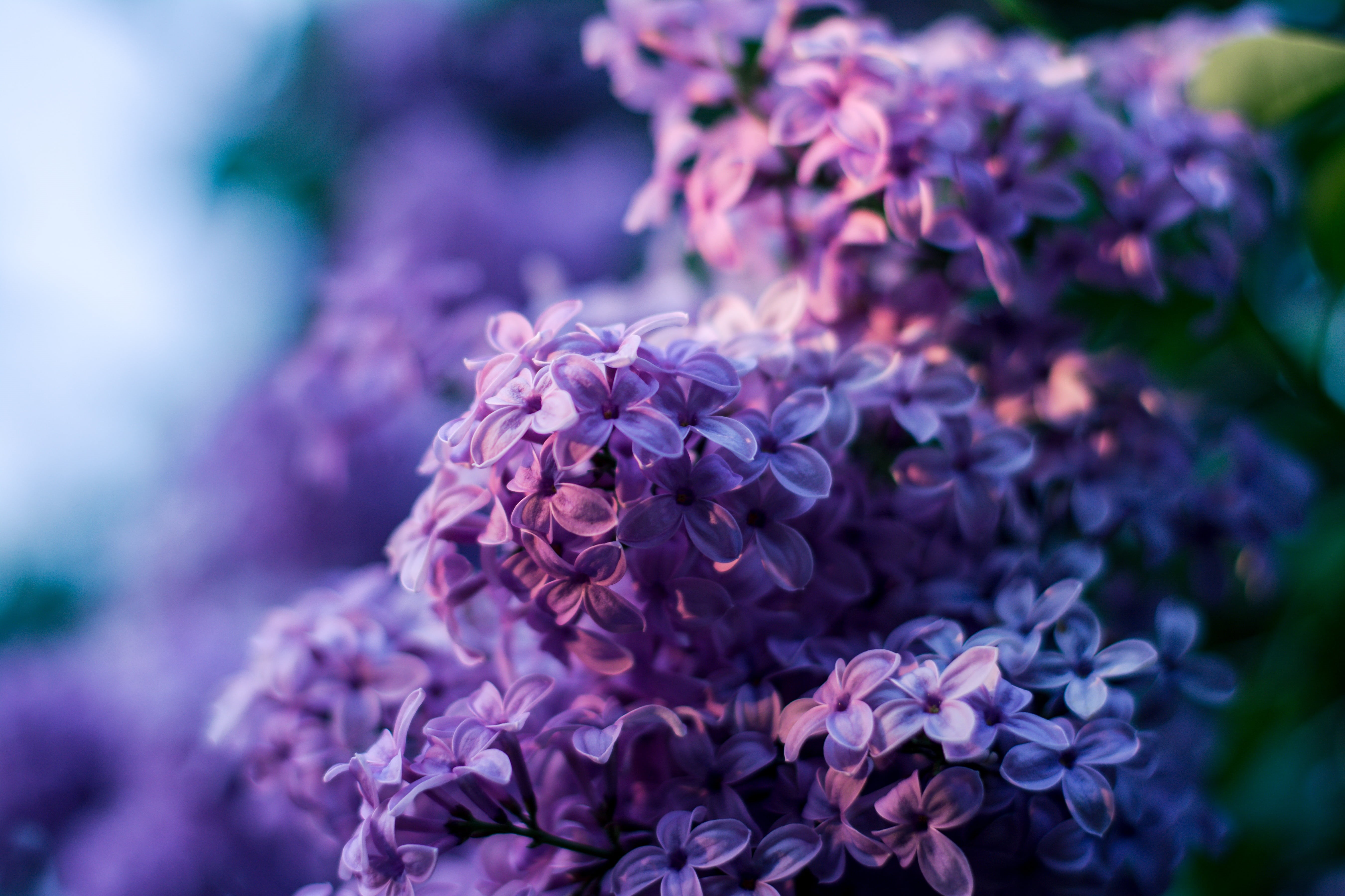 flower, violet flowers, photography, hydrangea, inflorescence, springtime, selective, lilacs, ornamental garden, without, lilac, freshness, bloom, flower head, HD Wallpaper
