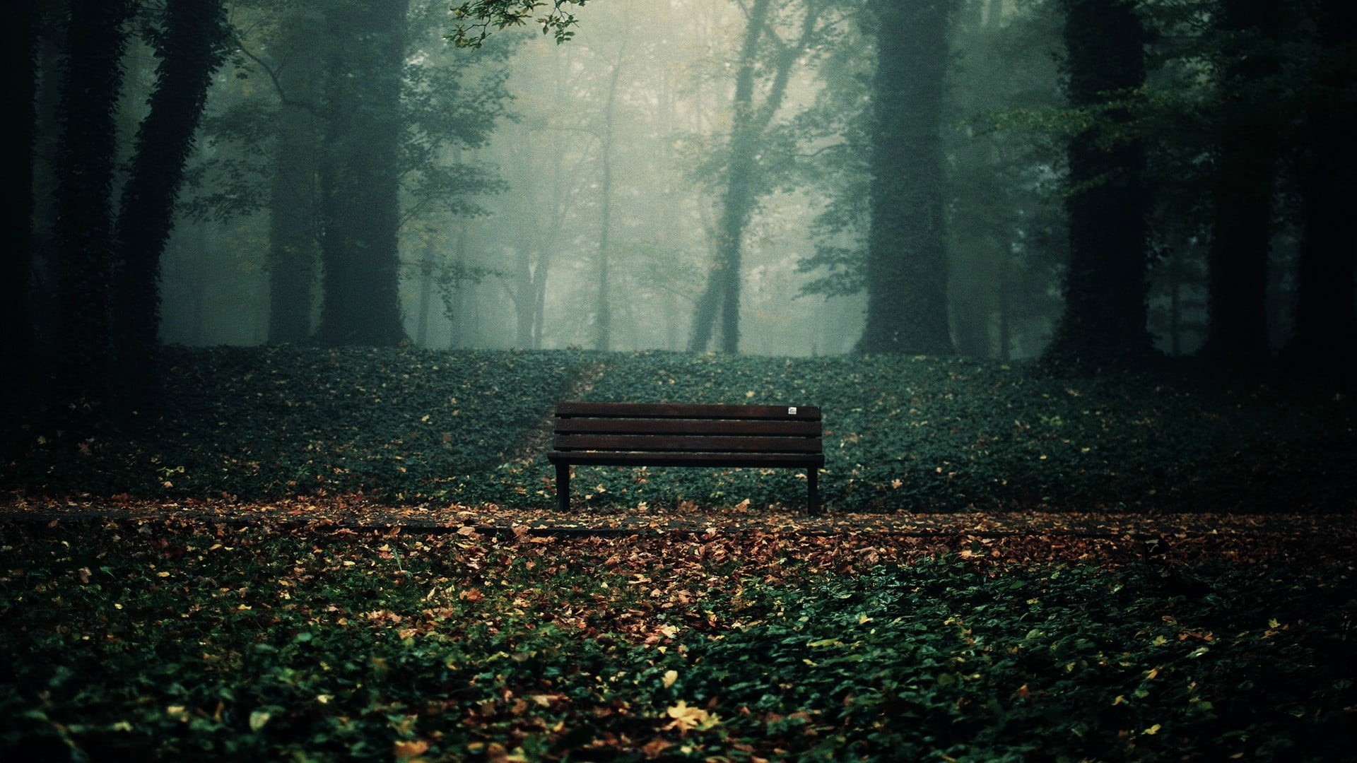 bench, no people, beauty in nature, trunk, day, 1080P, solice, outdoors, land, tranquil scene, change, seat, tree trunk, tranquility, park bench, park, HD Wallpaper