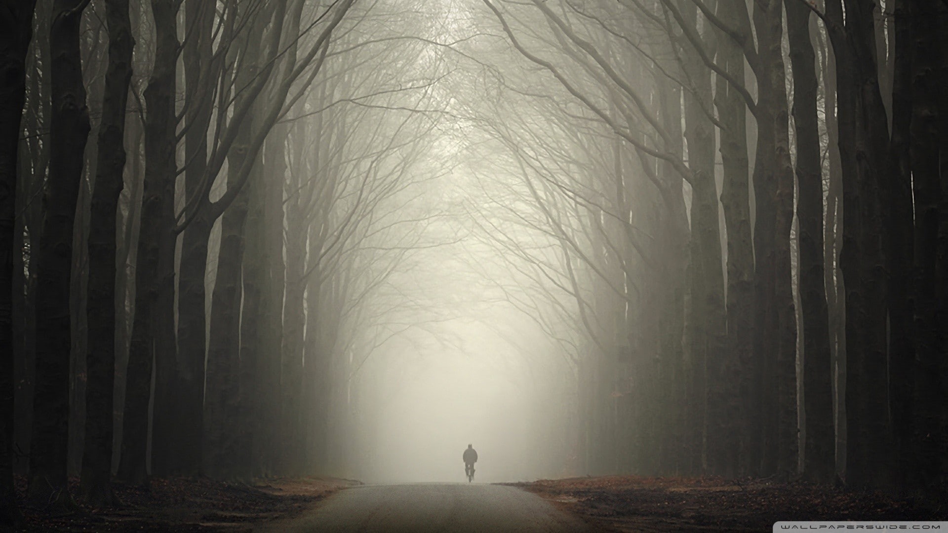 1080P, solice, wood, road, mist, HD Wallpaper