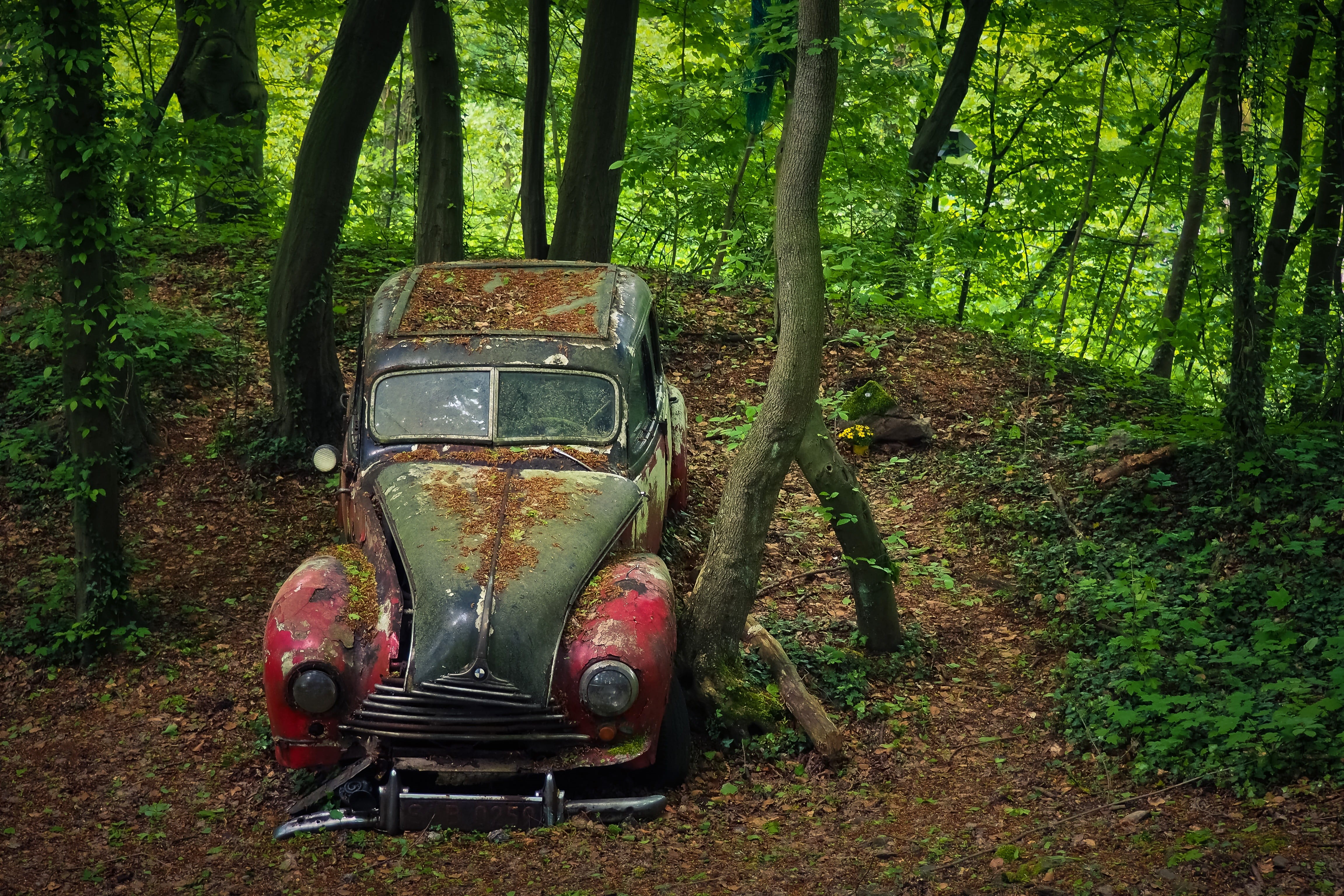 graffiti, car, leave, dirty, damaged, neglected, nostalgia, car wreck, memory, no people, land vehicle, vehicle, turned off, decay, nature, red, over, bmw 340, HD Wallpaper