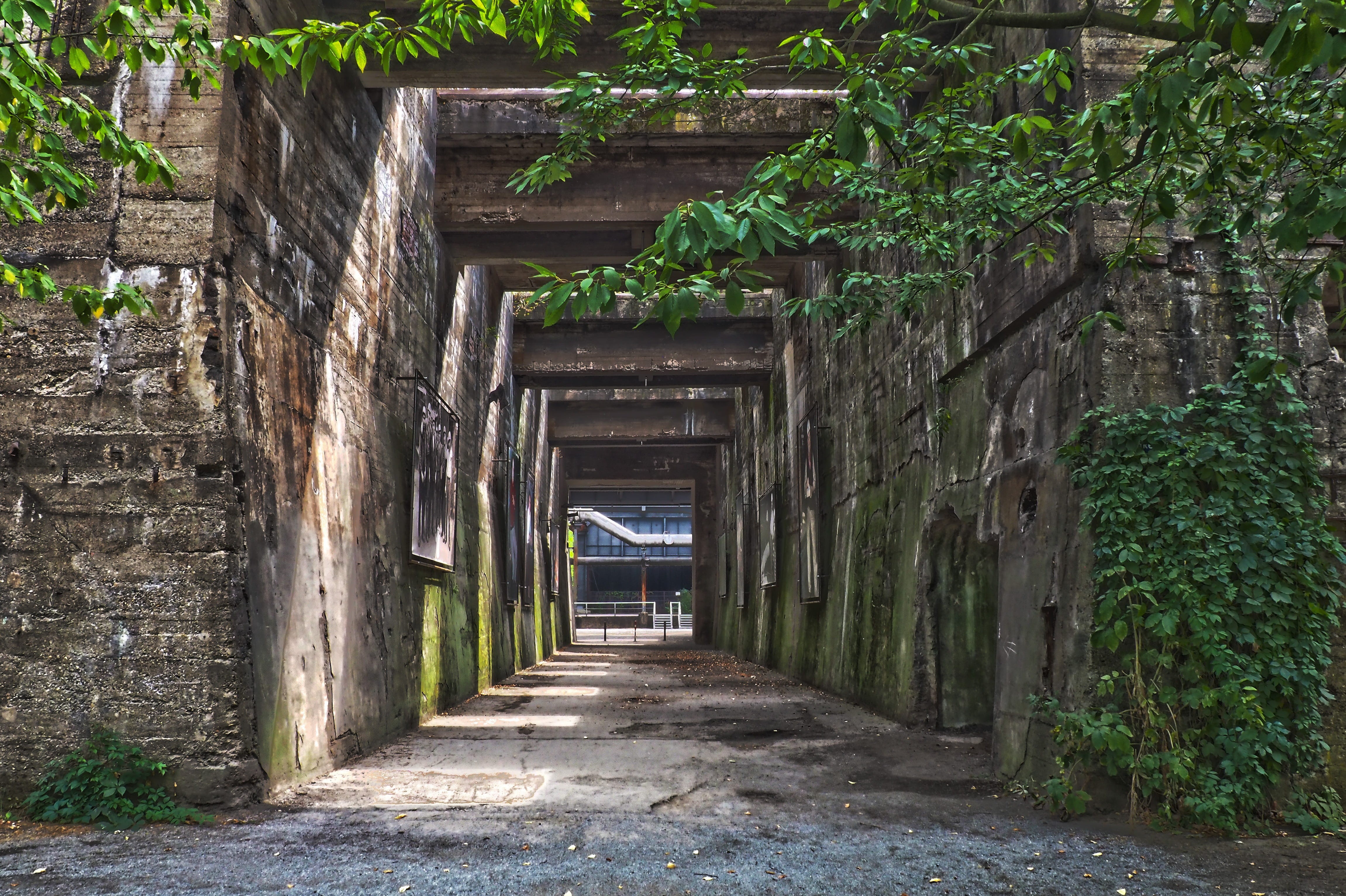 architectural column, no people, atmosphere, tree, old, green color, passage, nature, day, gang, hdr, transience, plant, ivy, mood, industrial plant, 4K, HD Wallpaper