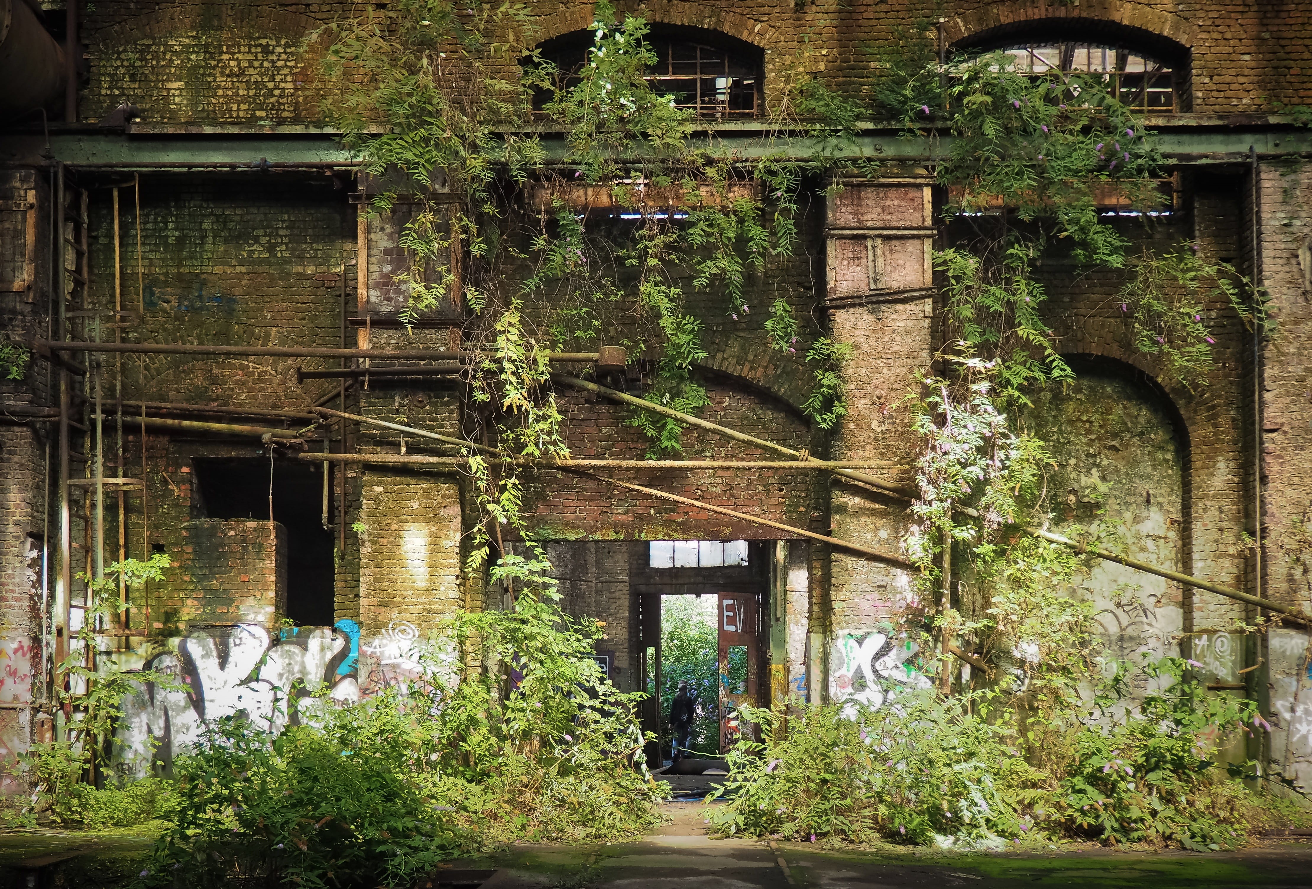 factory building, atmosphere, past, weathered, plant, leave, room, ruin, pforphoto, nature, green, ailing, lapsed, no people, plants, dark, transient, concrete, HD Wallpaper
