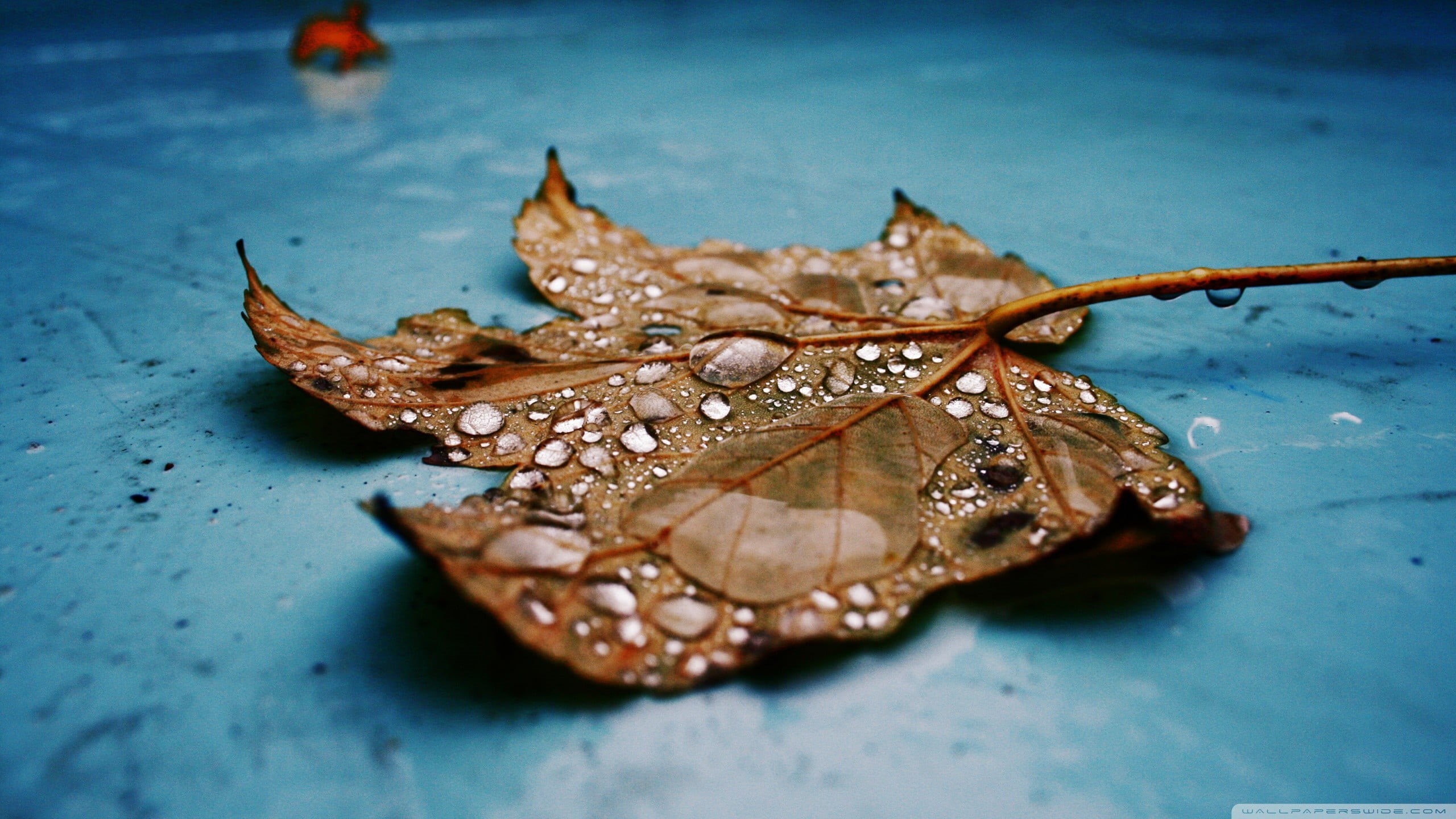 maple, outdoors, blue, 2K, plant part, focus on foreground, animal, one animal, leaf, dry, animal wing, water drops, selective focus, animal wildlife, HD Wallpaper