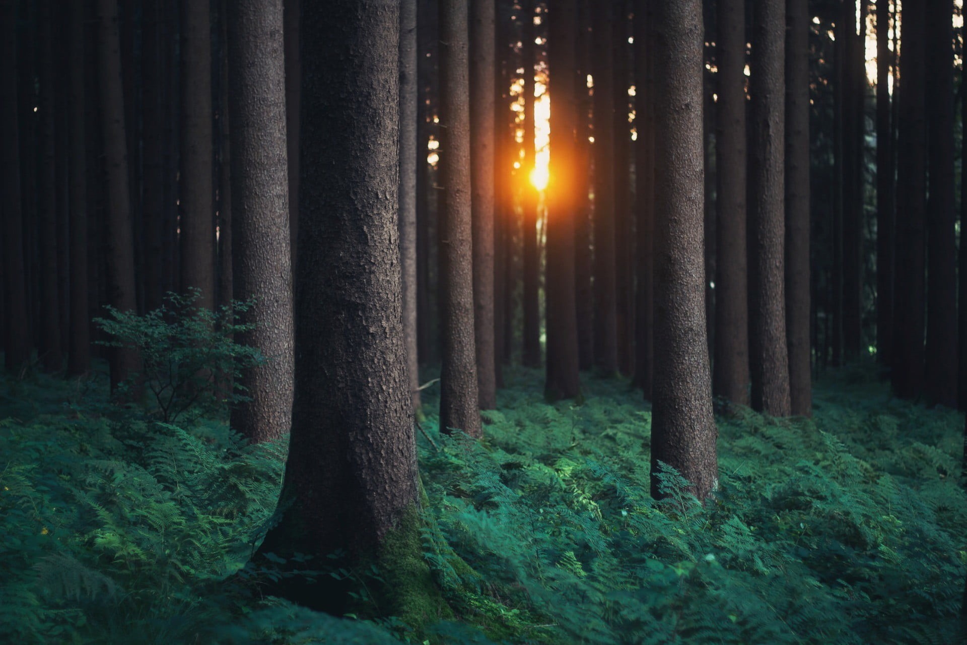 trees, moss, trunk, tranquility, mist, fog, sunlight, spooky, fantasy, field, illuminated, magic, nature, autumn, night, tree, land, no People, growth, HD Wallpaper