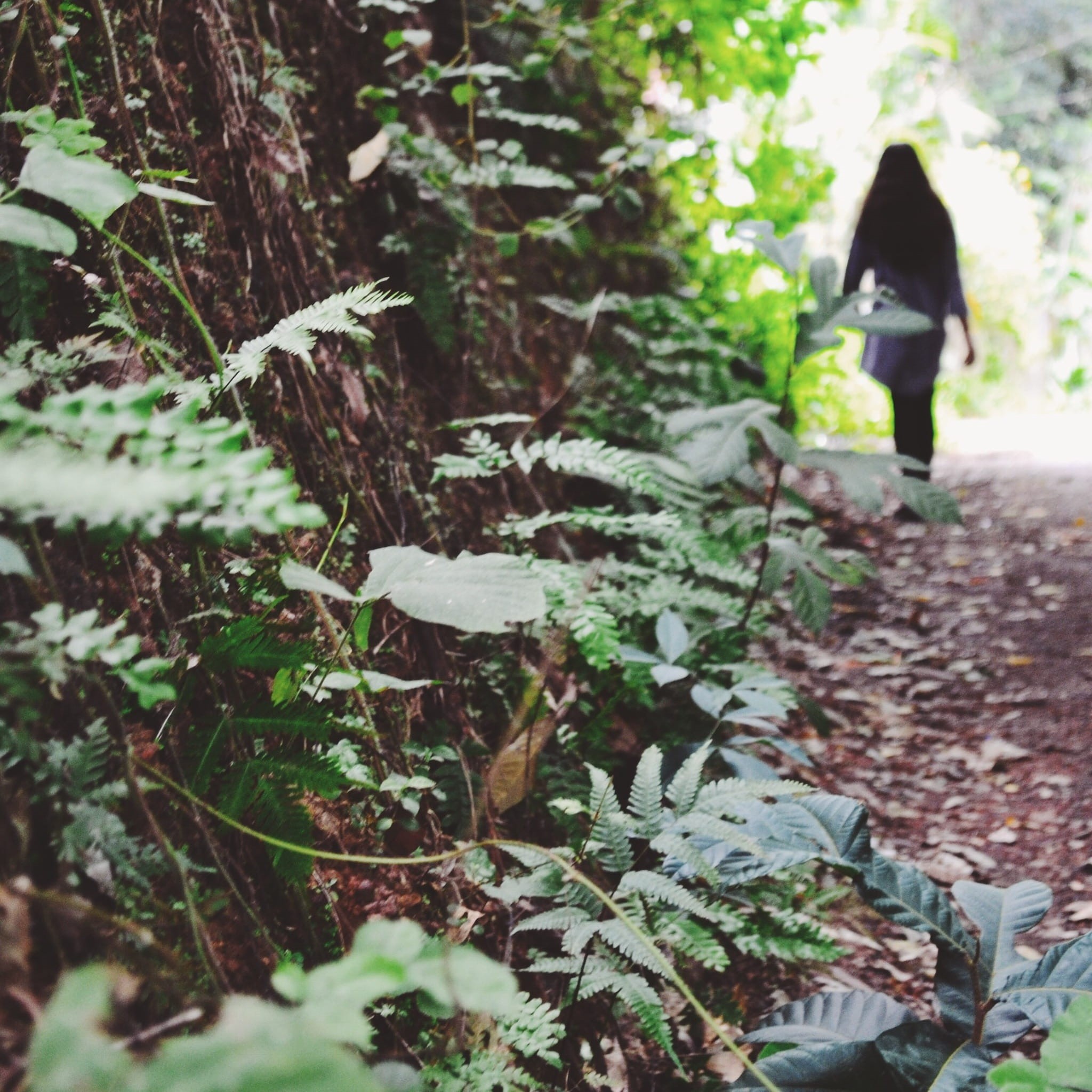 real people, growth, walk, travel, outdoors, land, lonely, plant, tree, tranquility, leaves, standing, sad, 1080P, day, alone, green, wonder, plant part, HD Wallpaper