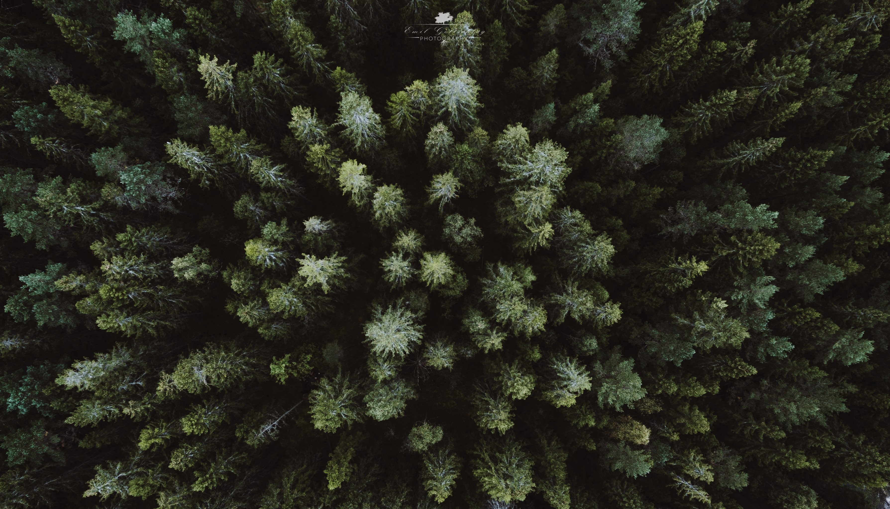 drone, aerial view, landscape, 2K, forest, HD Wallpaper