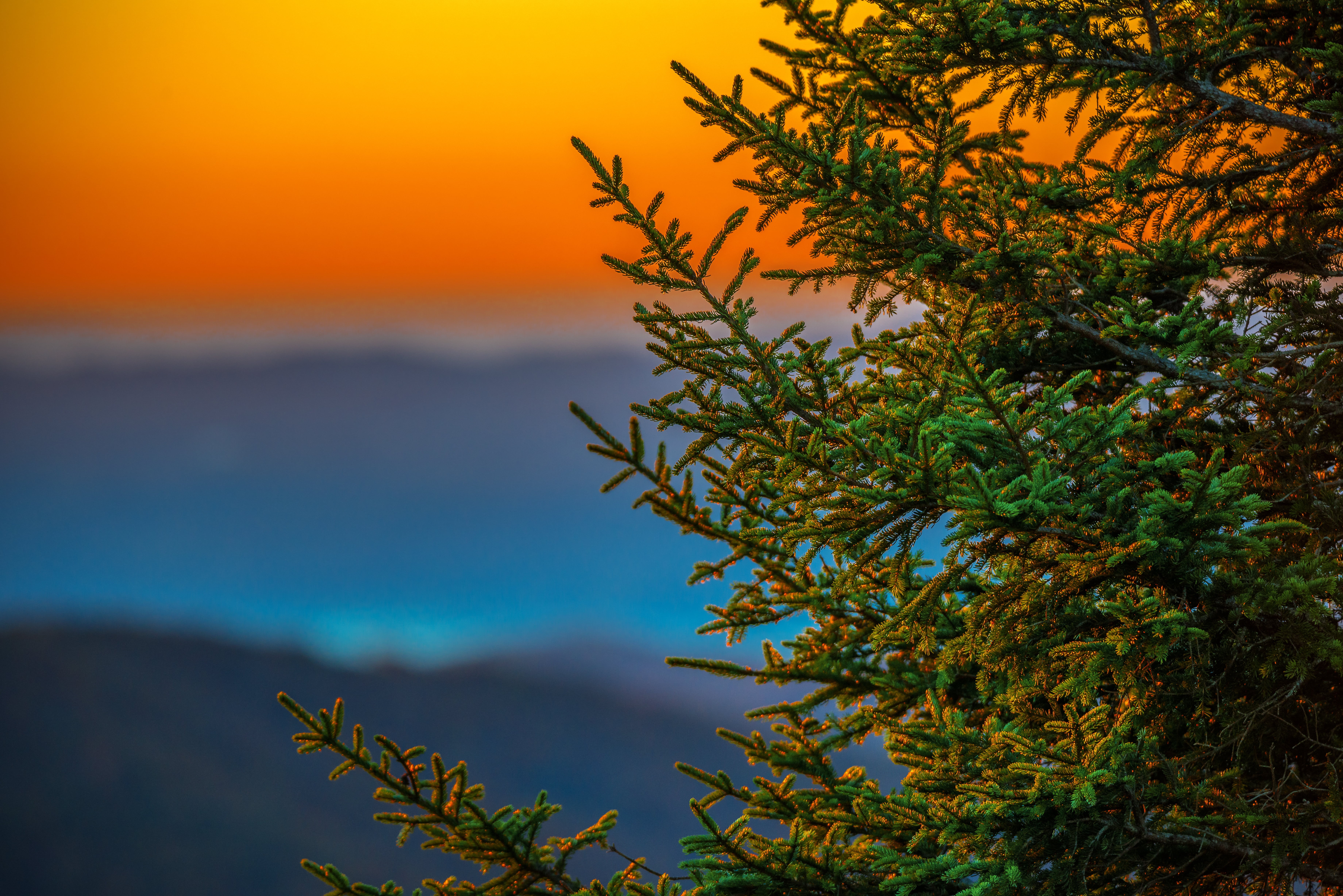 green plant, sea, parkway, BRP, outdoors, 5K, ridge, green, Ridges, nature, WNC, Courthouse, Blue Ridge Mountains, daytime, Valley, blue, sunset, Mountain, HD Wallpaper