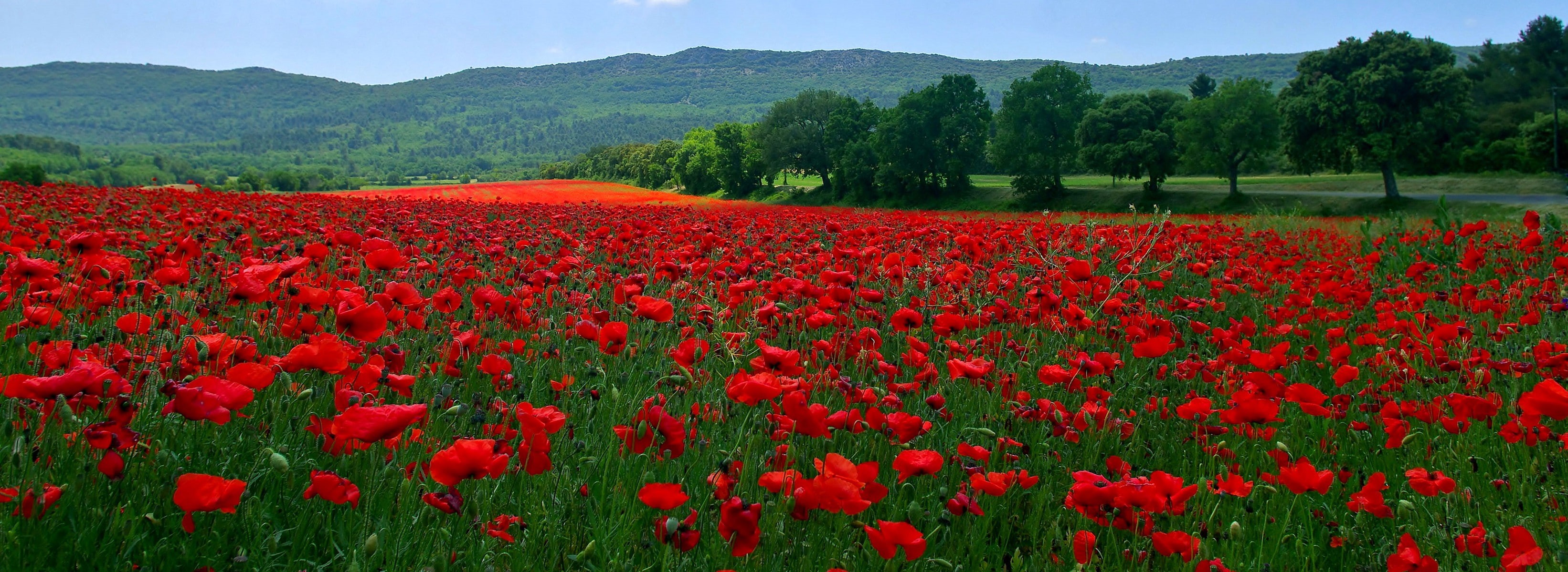 mountains, meadow, red, petaled, hills, poppies, grass, 2K, flowers, flower, trees, field, HD Wallpaper