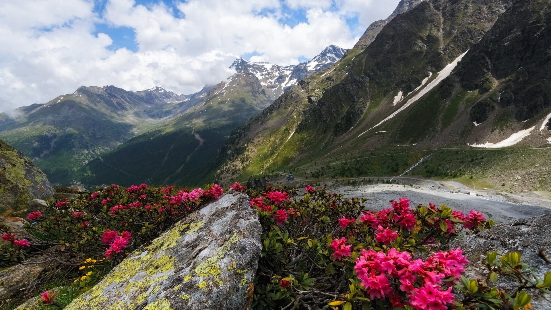 forest, mountains, cloud - sky, 1080P, clouds, scenics - nature, beauty in nature, flower, flowers, mountain, sky, plant, petaled, snow, environment, mountain peak, HD Wallpaper