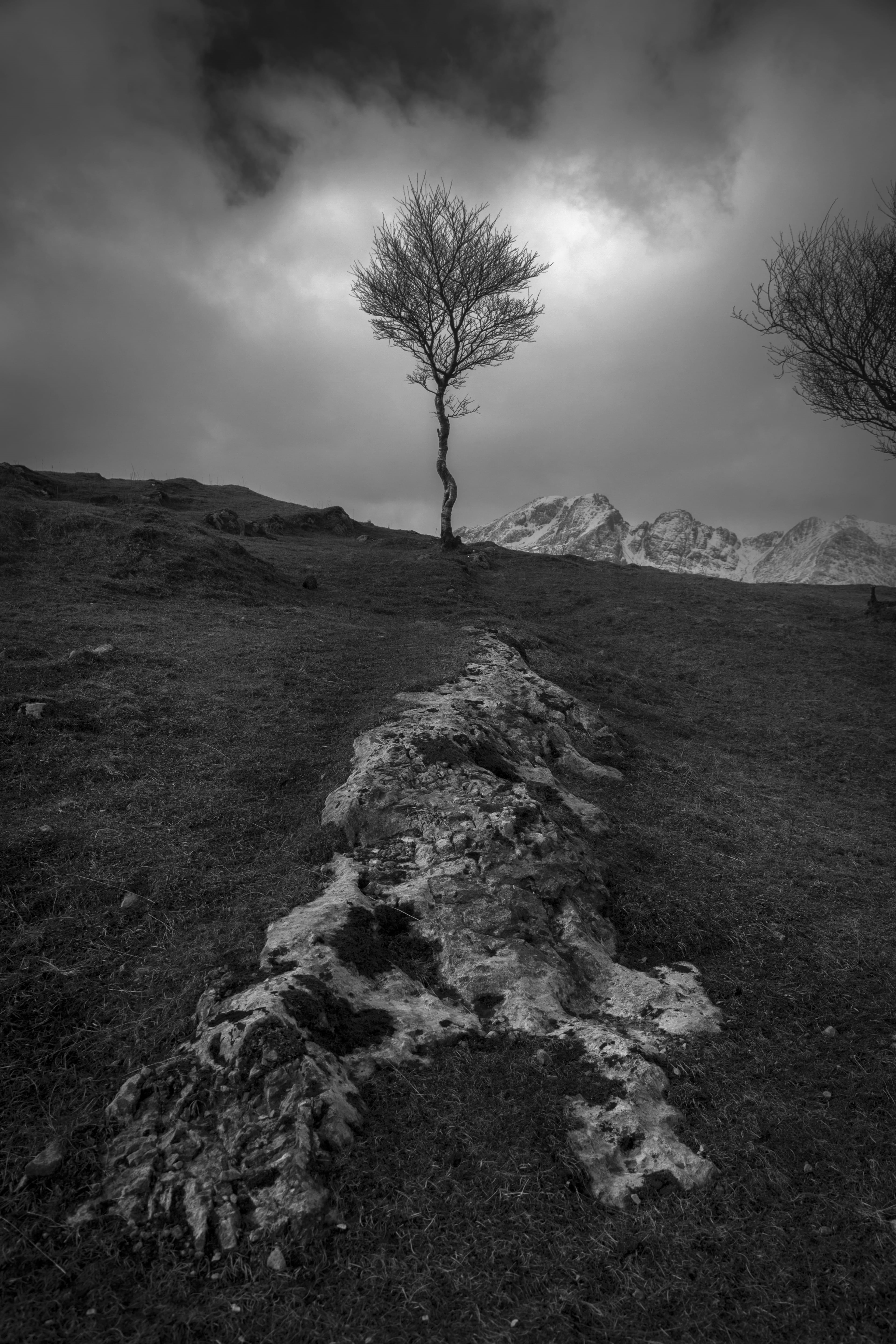 outdoors, isle of skye, bare tree, rock, scenics - nature, no people, isolated, united kingdom, black and white, field, environment, bandw, beauty in nature, Phone HD Wallpaper